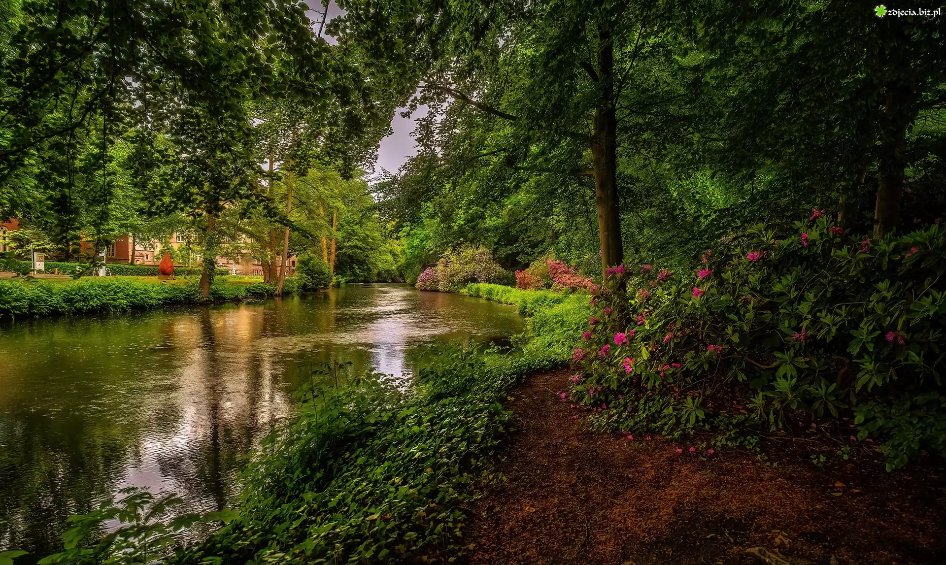 Rzeka, Drzewa, Ścieżka, Kwiaty, Różowe, Rododendrony, Roślinność