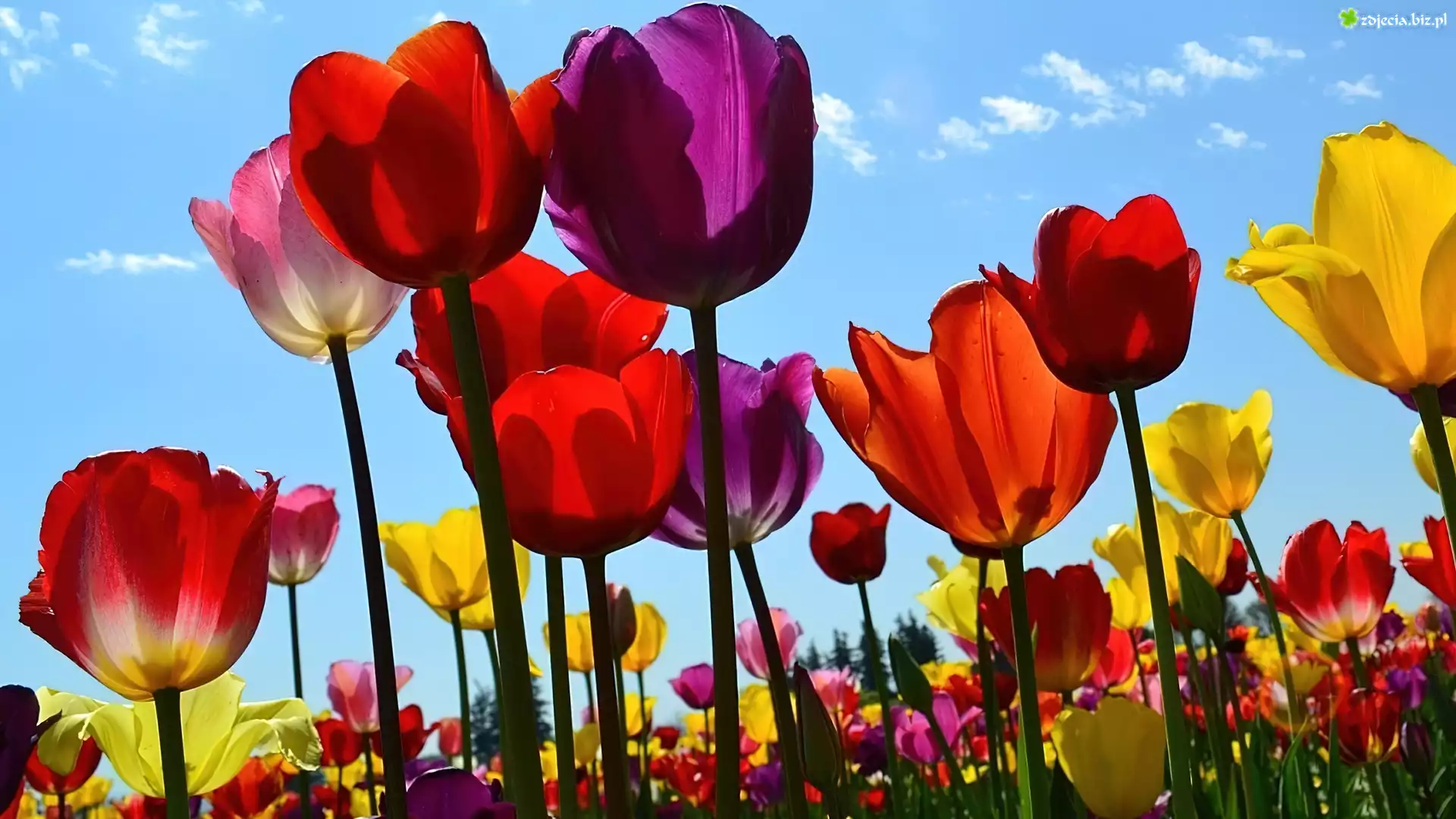 Kwiaty, Kolorowe, Tulipany, Niebo
