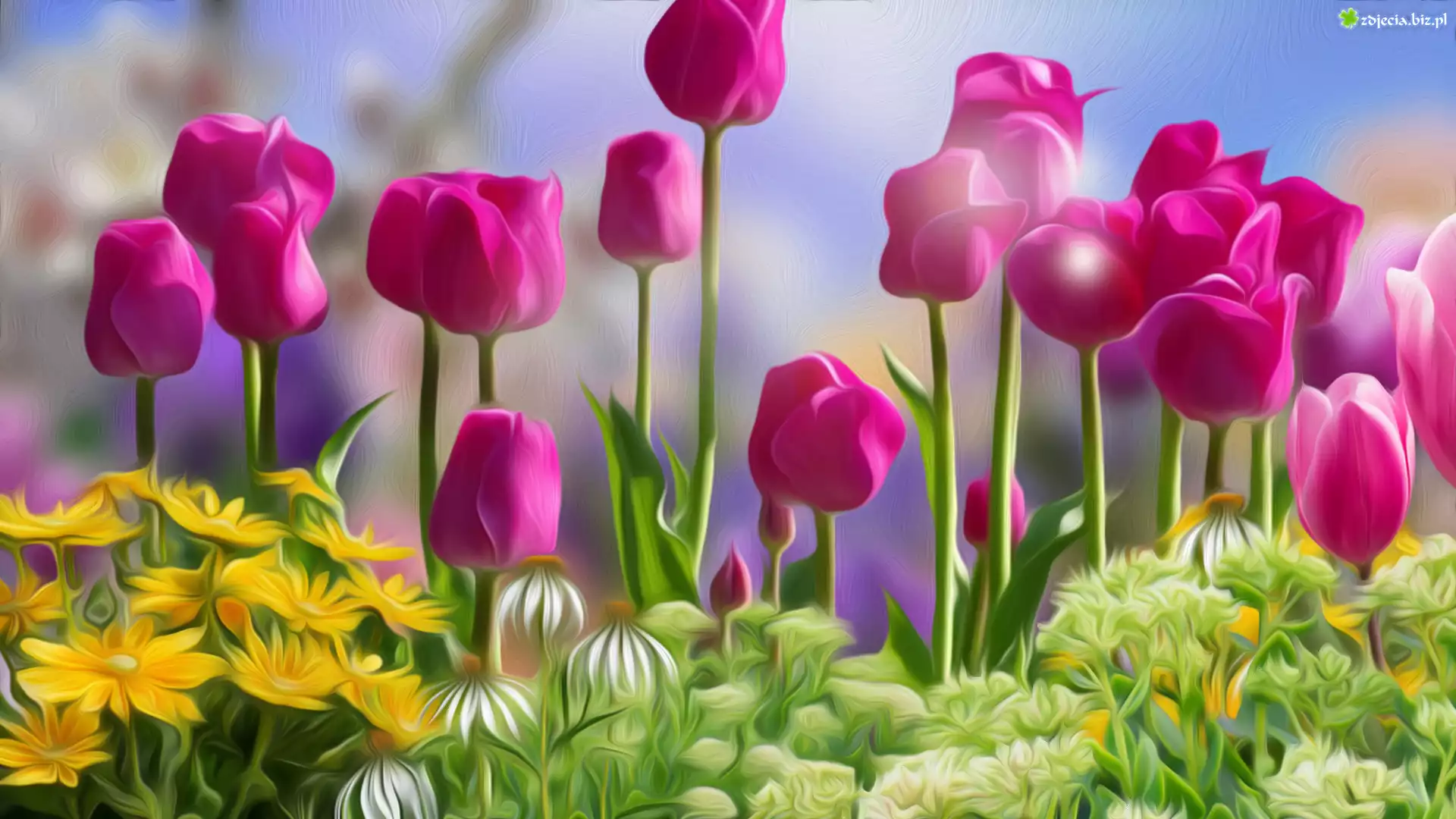 Kwiaty, Różowe, Tulipany, Grafika