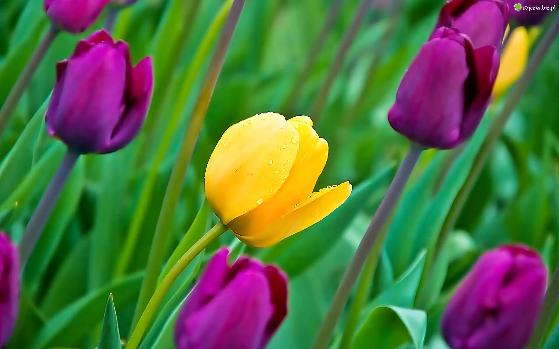 Kwiaty, Tulipany