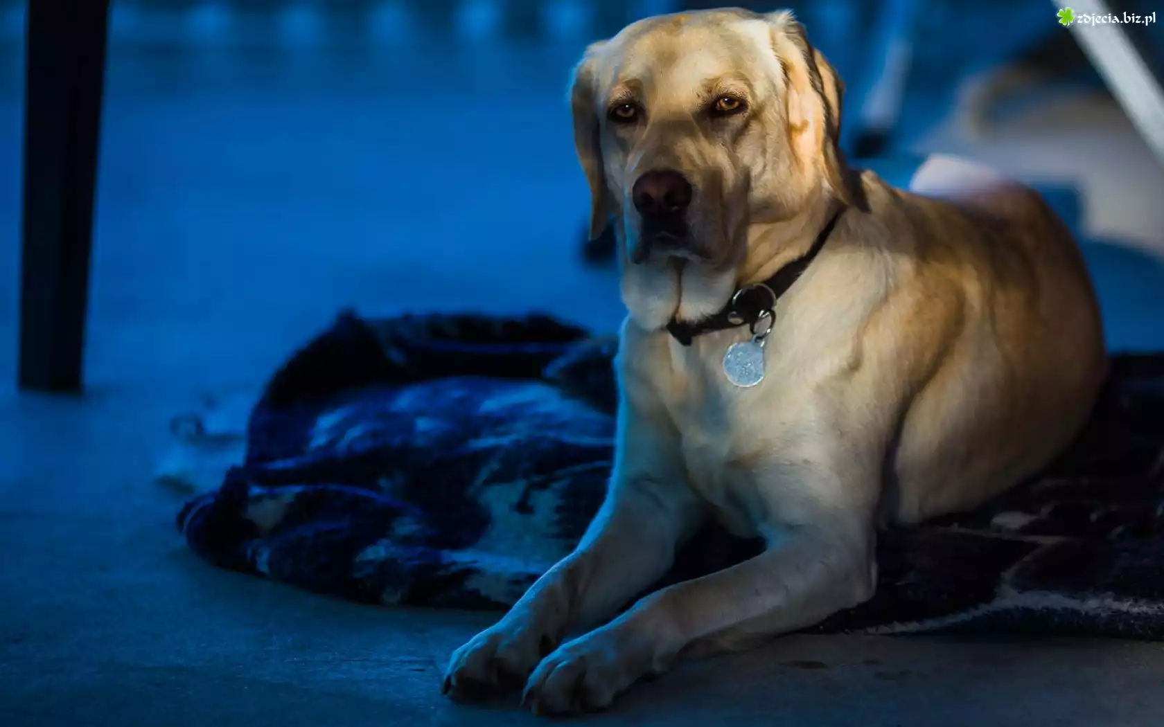 Labrador Retriever, Pies, Posłanie