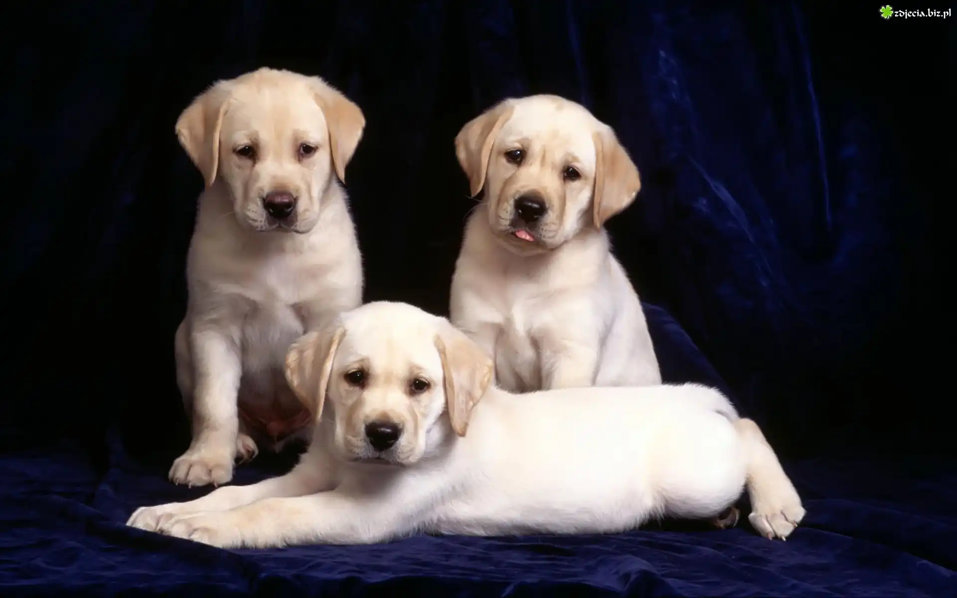 Trzy, Labradory, Retrievery