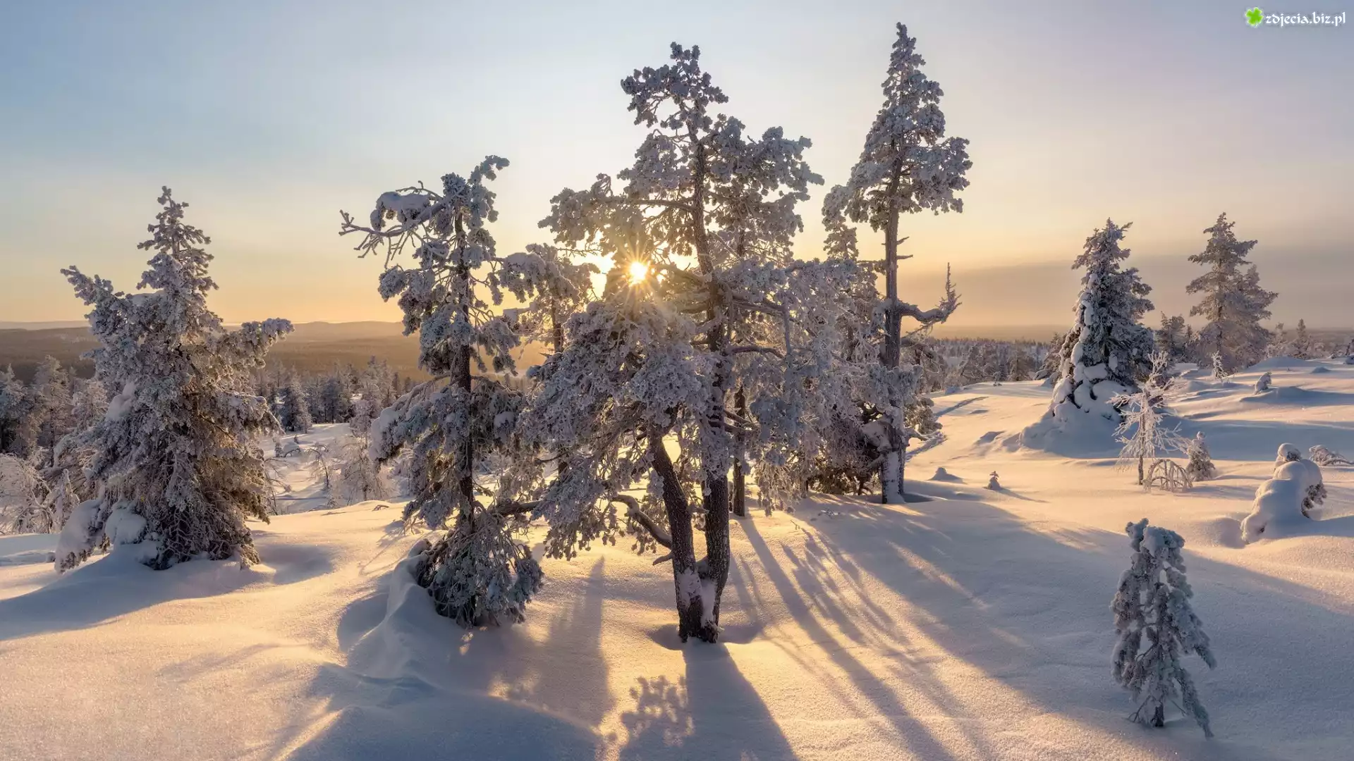 Finlandia, Laponia, Zima, Śnieg, Promienie słońca, Drzewa