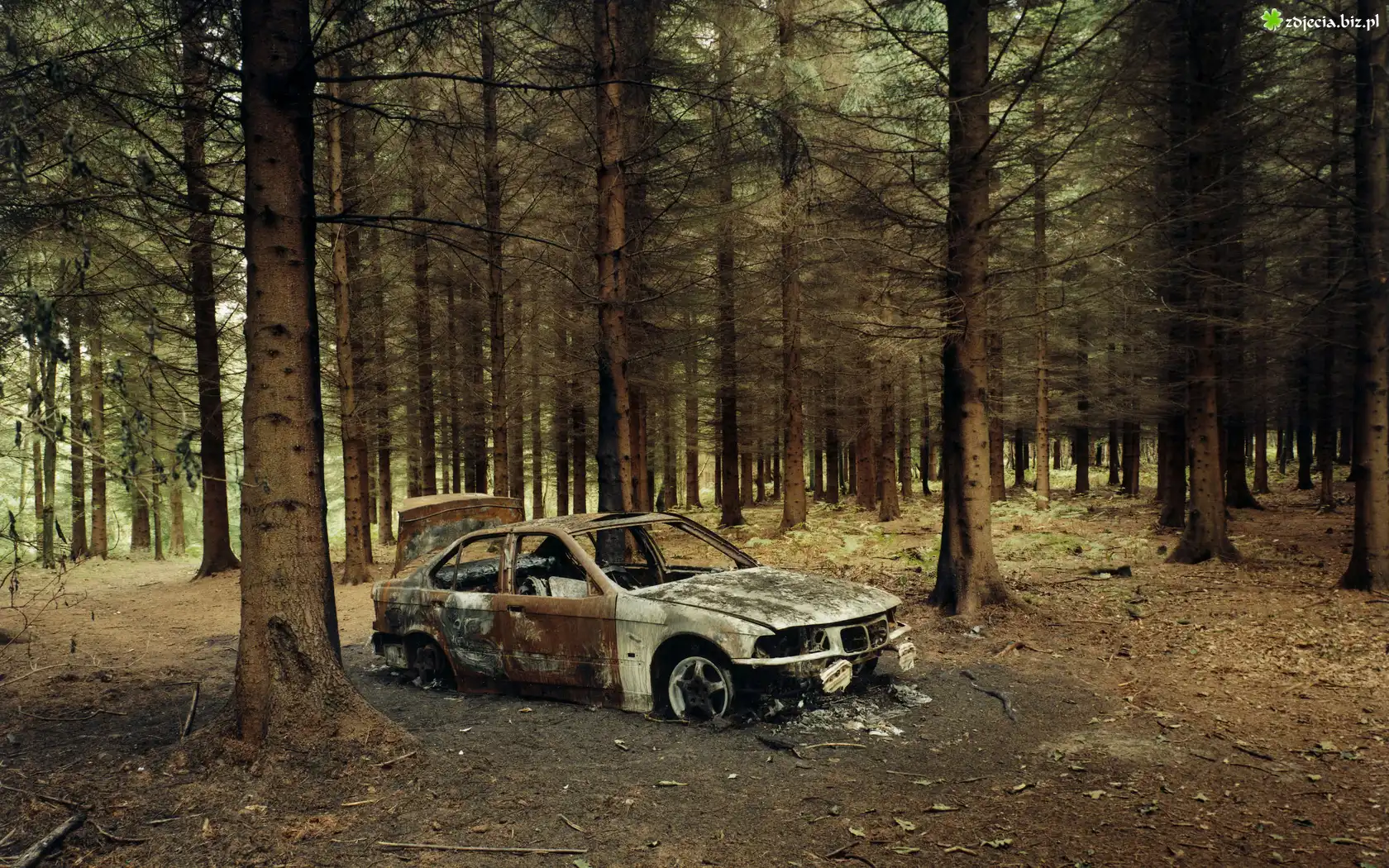 Las, Samochód, BMW E36