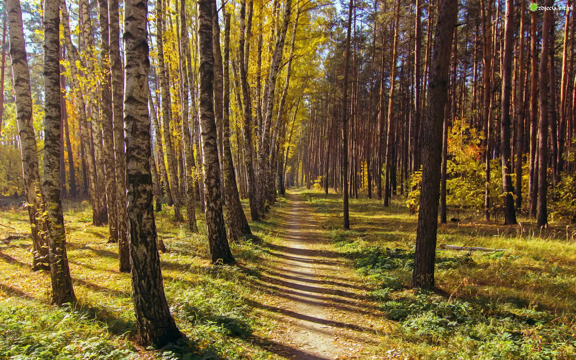 Las, Drzewa, Dróżka, Ścieżka