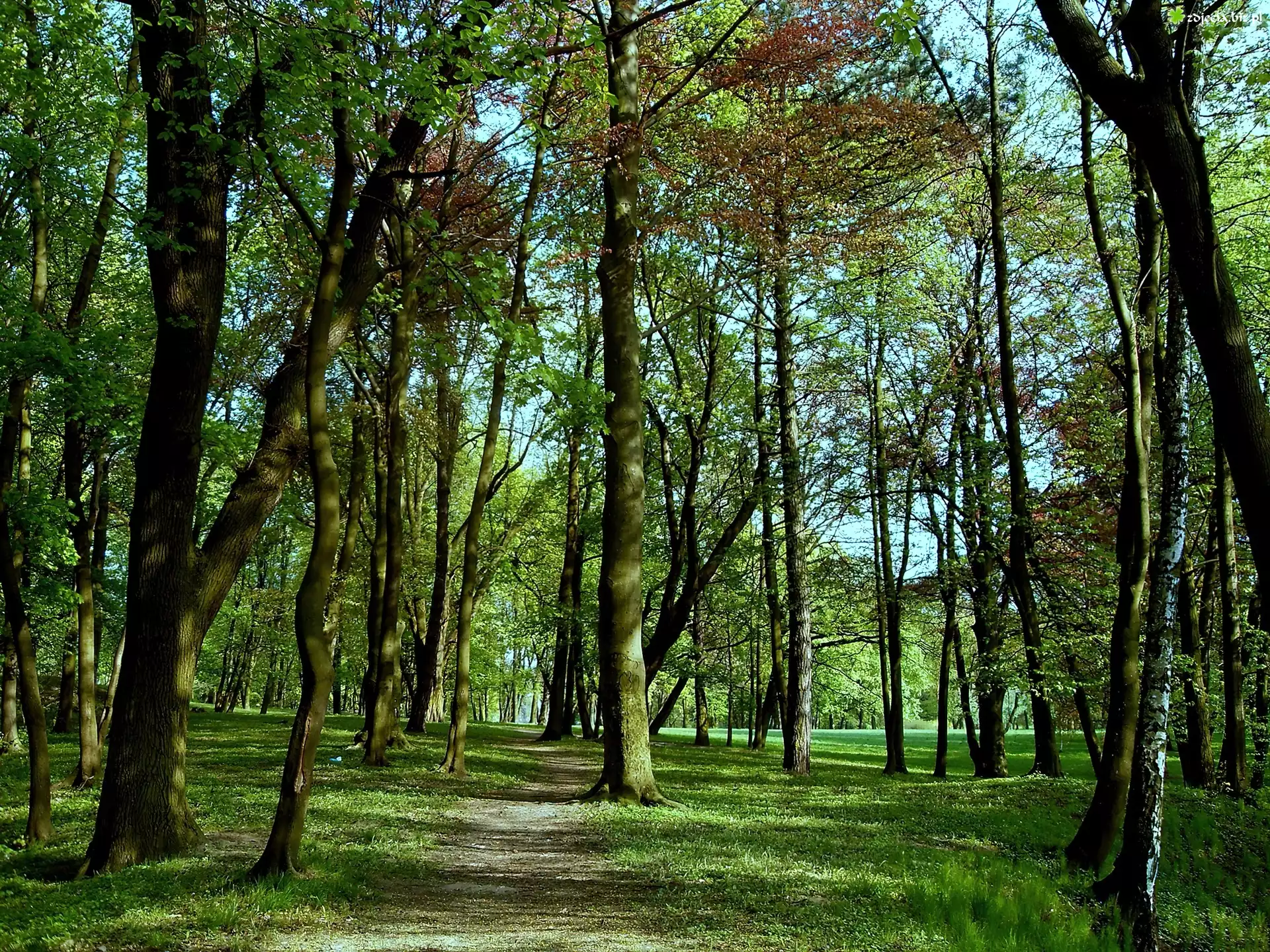 Drzewa, Las, Liście