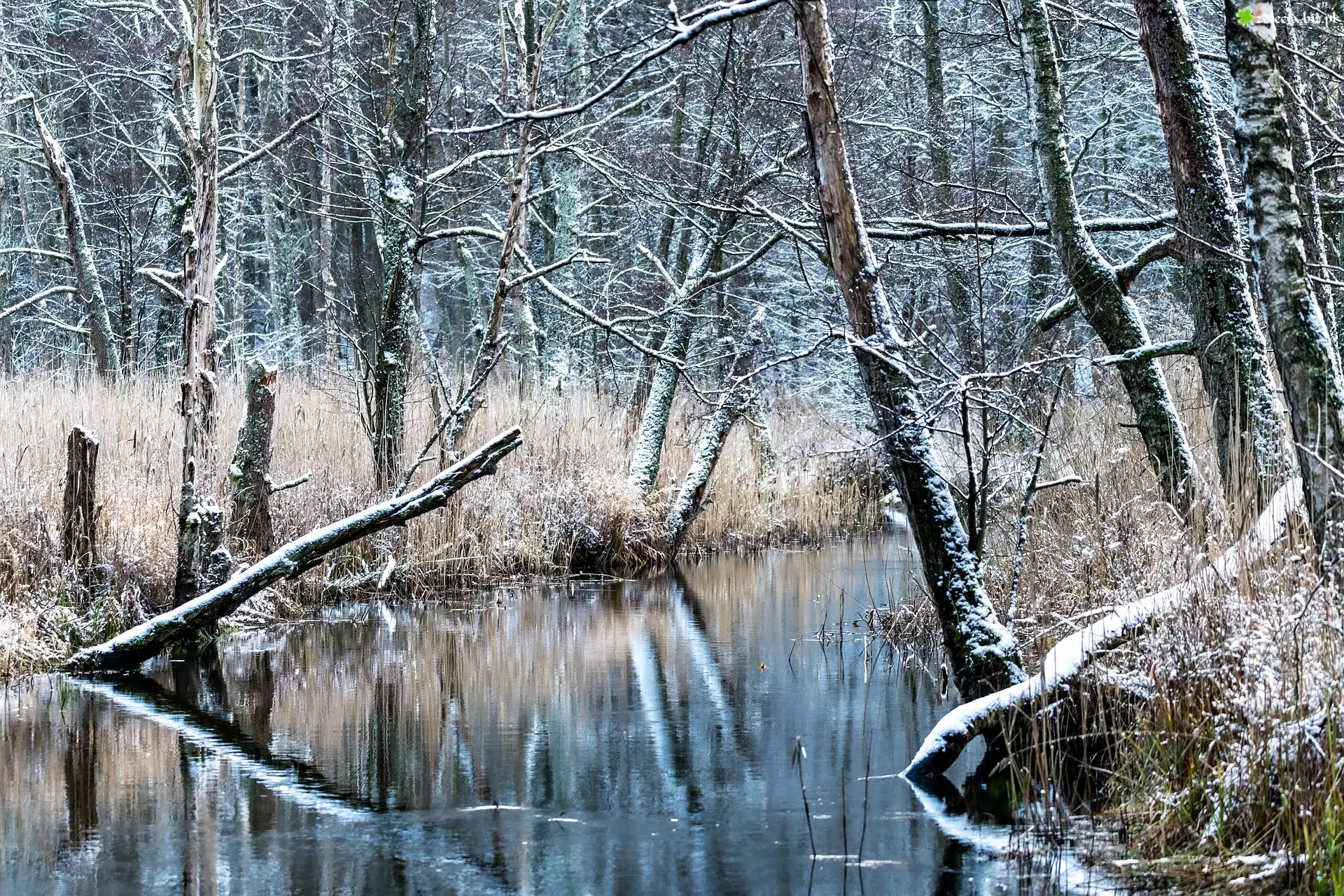 Zima, Las, Drzewa, Trawa, Rzeka