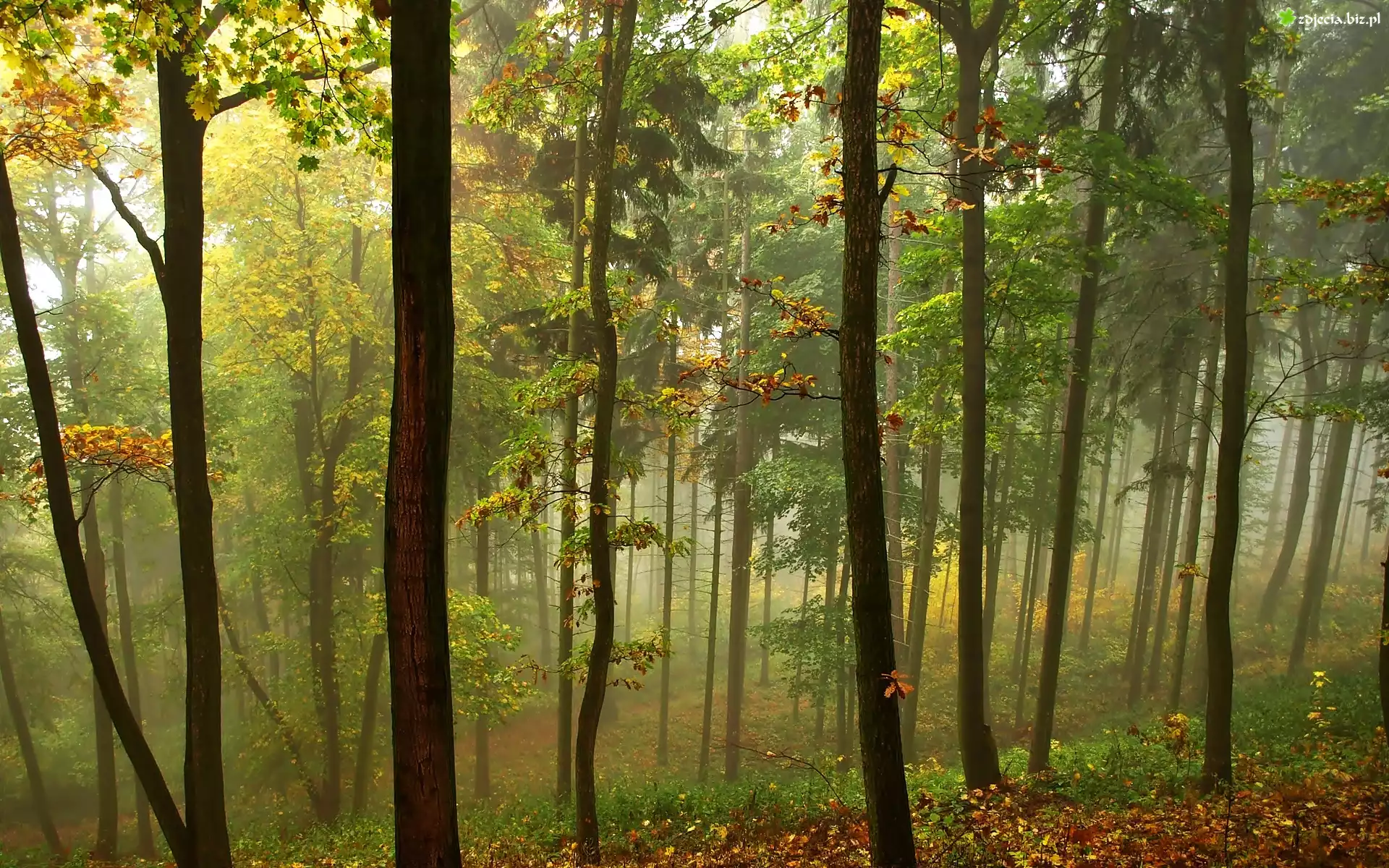Jesień, Las, Mgła