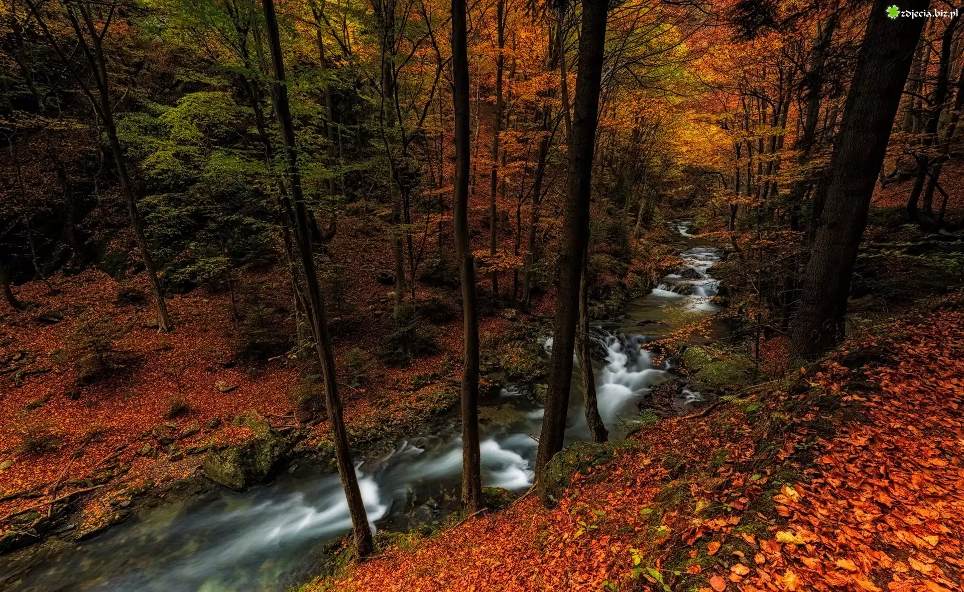 Las, Drzewa, Rzeka, Jesień, Liście