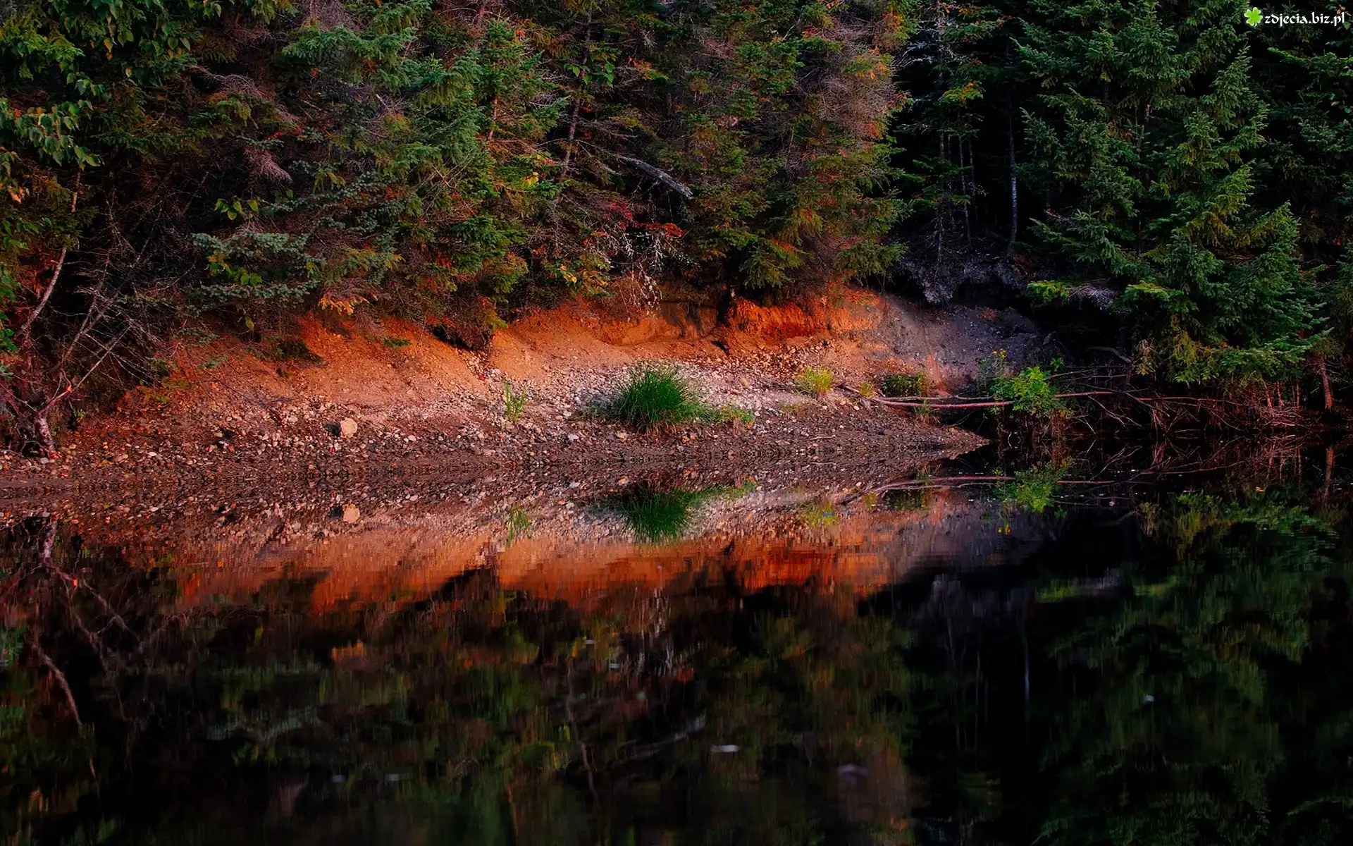 Las, Drzewa, Jezioro, Odbicie