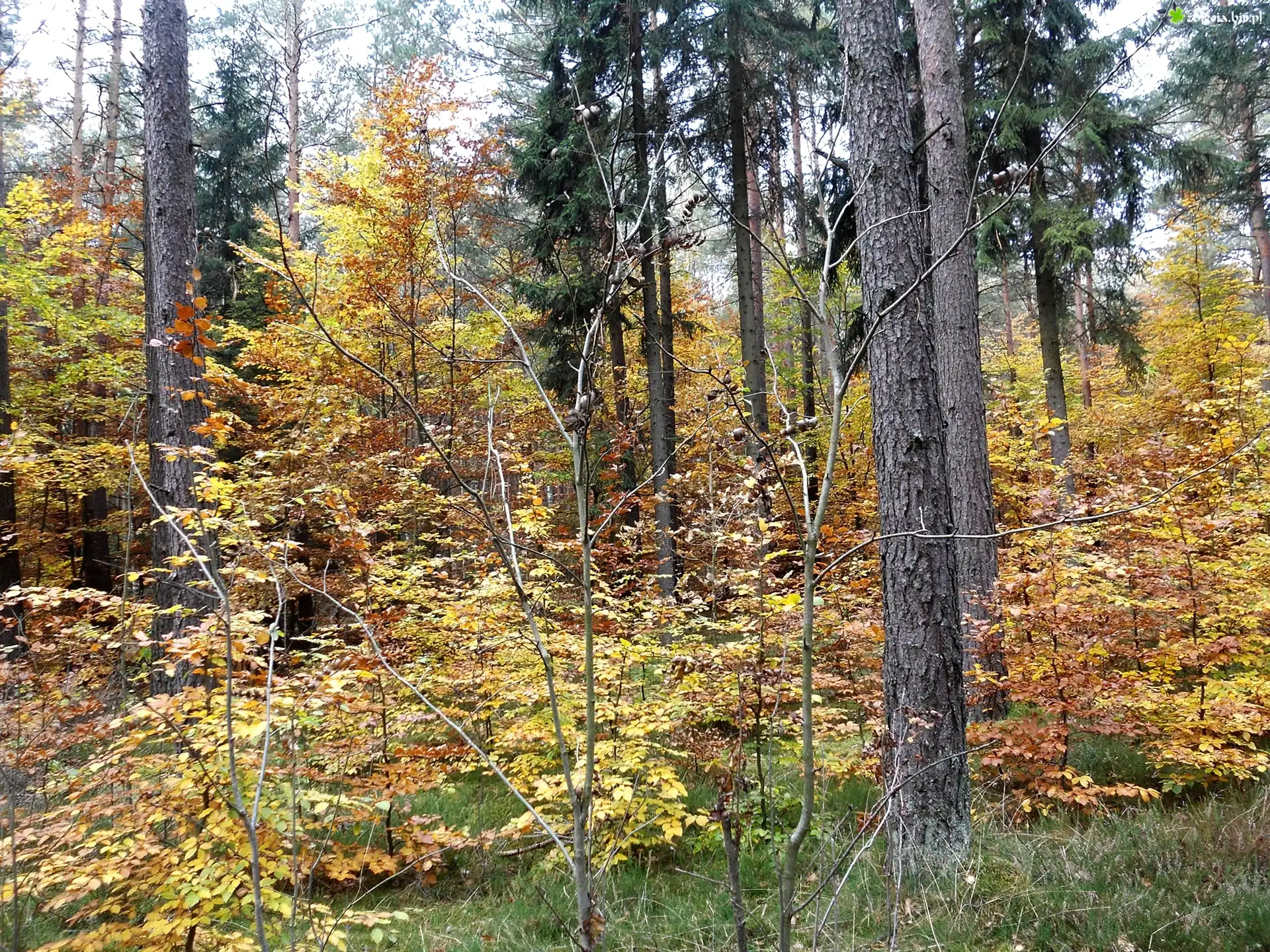 Las, Jesień, Drzewa, Żółte, Liście