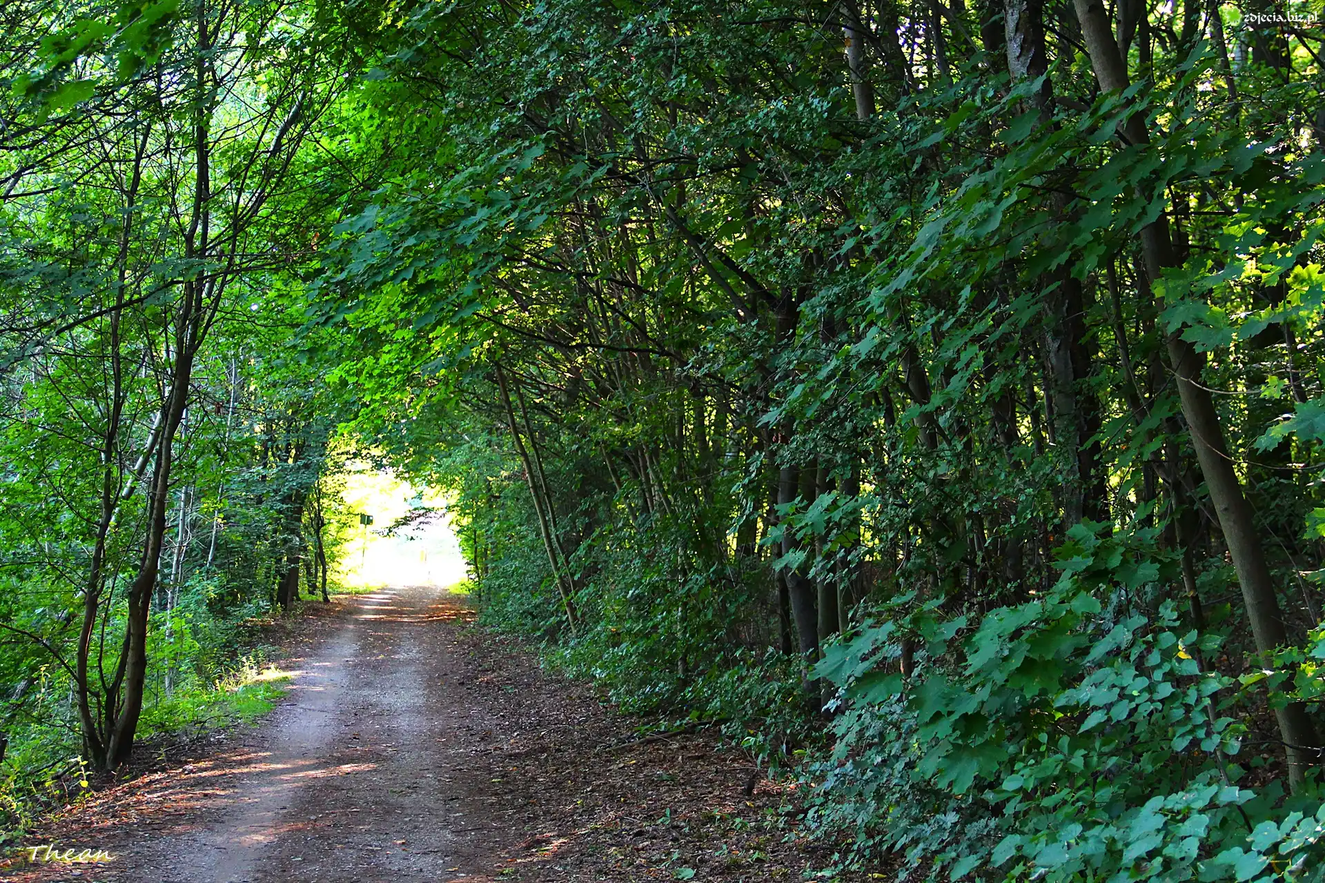 Ścieżka, Rowerowa, Las, Drzewa