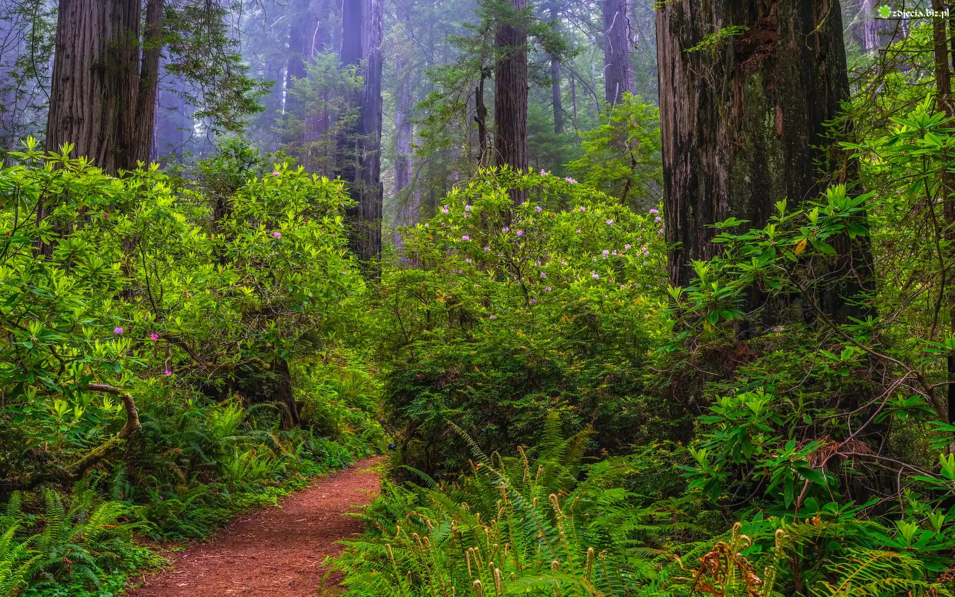Stany Zjednoczone, Kalifornia, Park Narodowy Redwood, Las, Sekwoje, Różaneczniki, Paprocie, Ścieżka