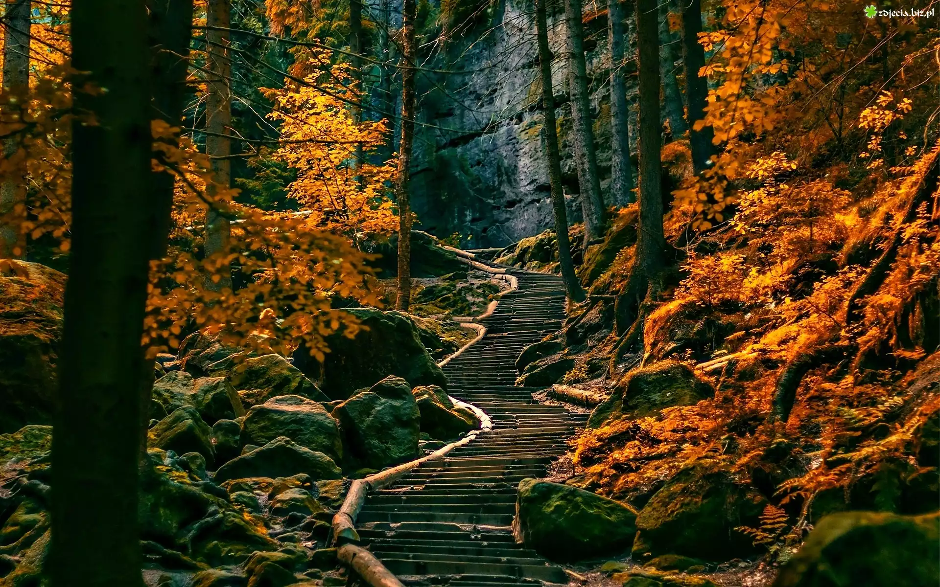 Las, Ścieżka, Skały, Jesień