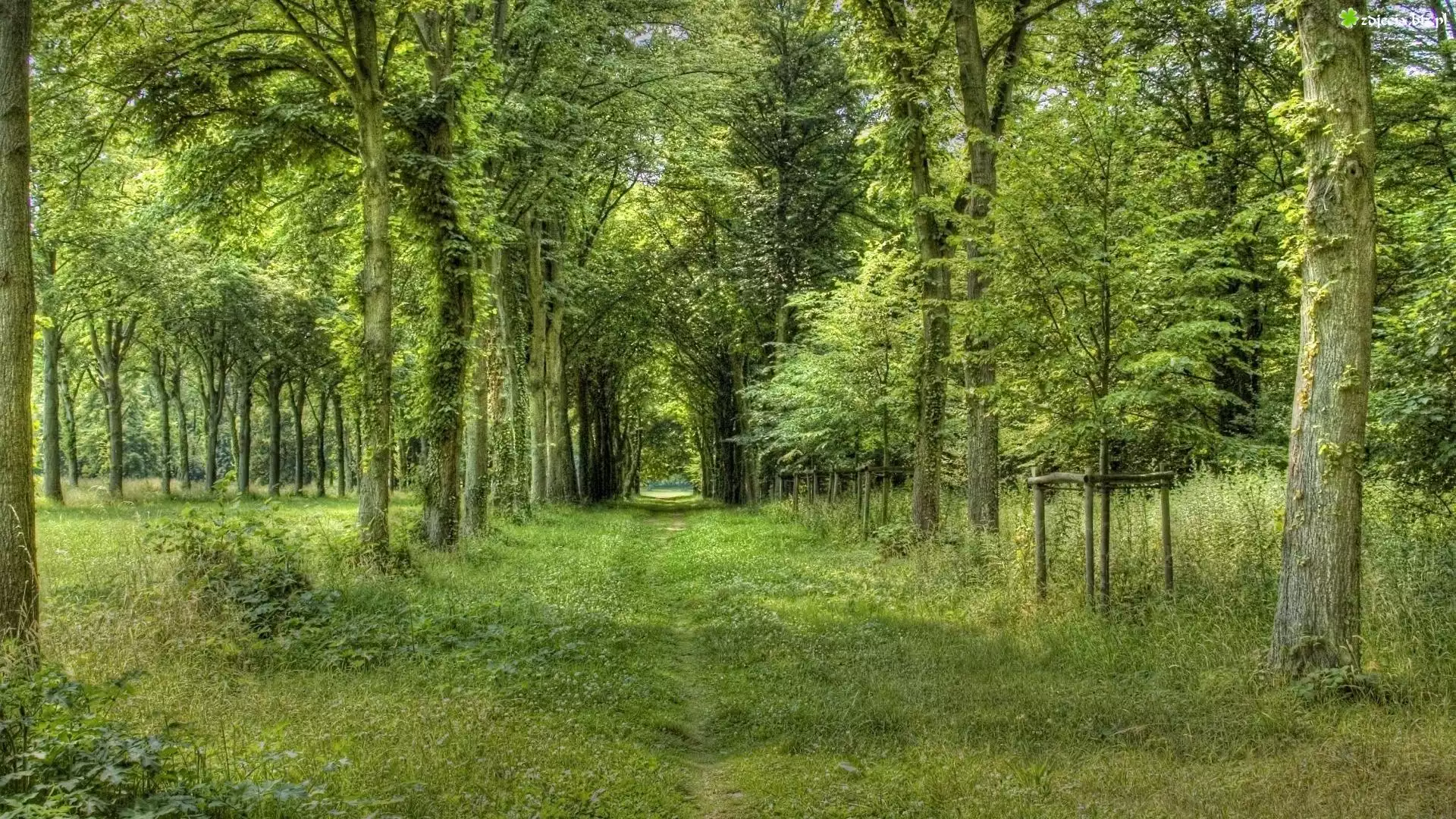 Las, Drzewa, Zarośnięta, Dróżka