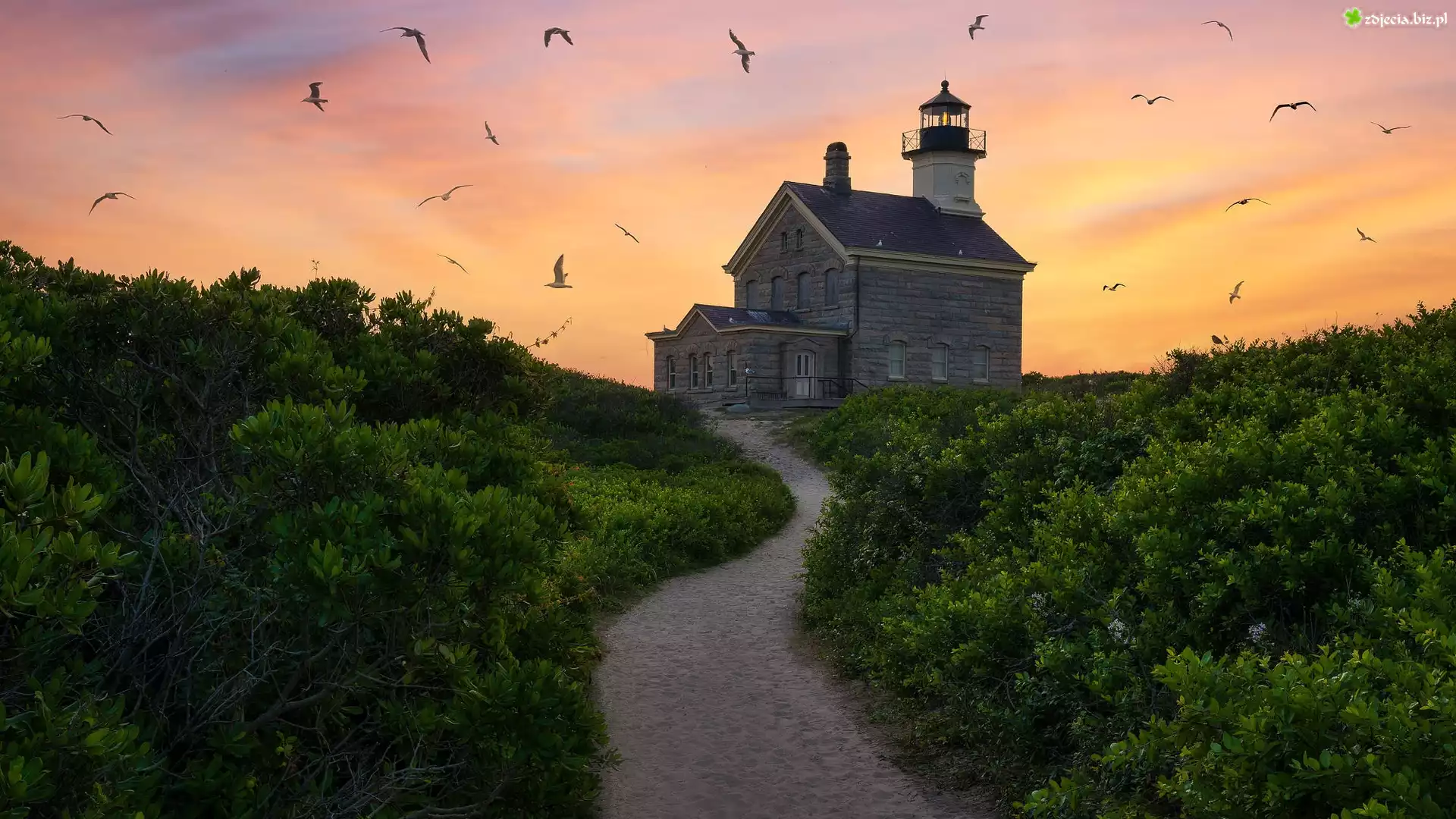 Stany Zjednoczone, Stan Rhode Island, Morze, Droga, Latarnia morska, Block Island North Light, Krzewy, Mewy