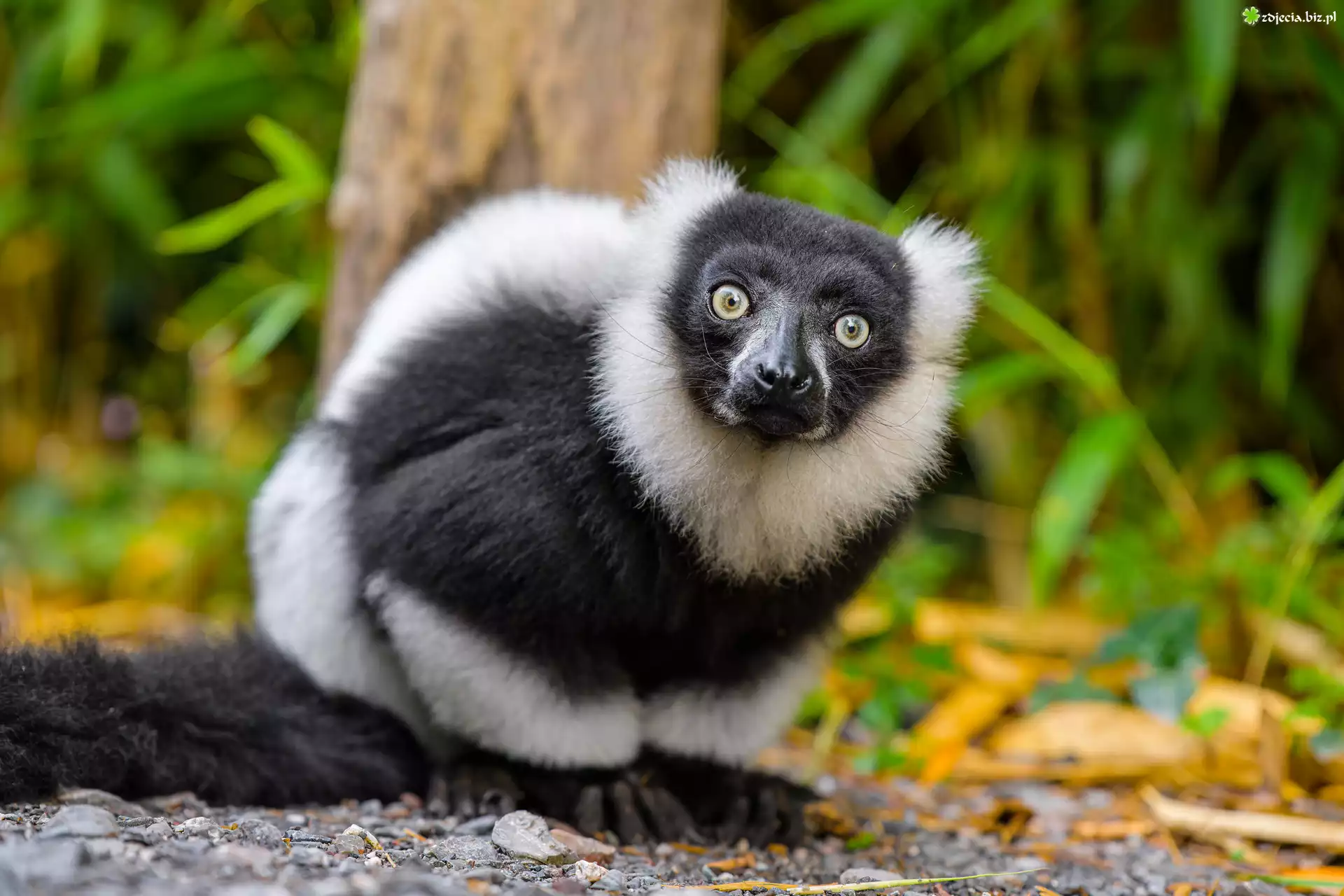Lemur, Spojrzenie
