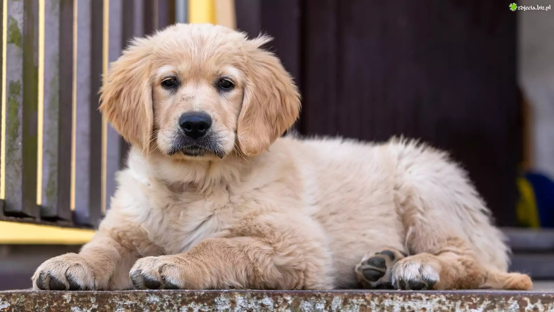 Leżący, Pies, Szczeniak, Golden retriever