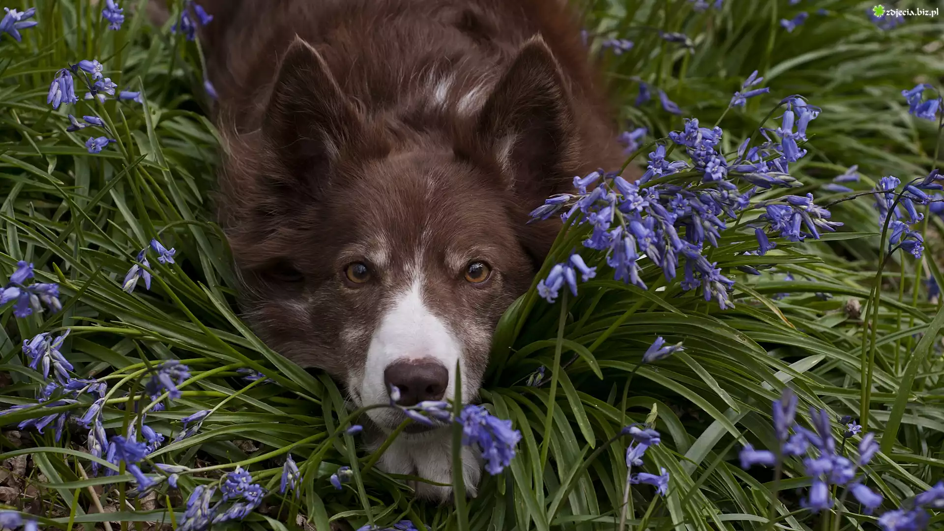 Leżący, Pies, Border collie, Mordka, Kwiaty