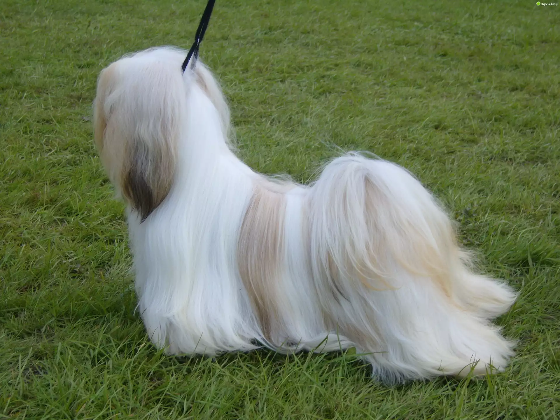 wyczesany, Lhasa Apso