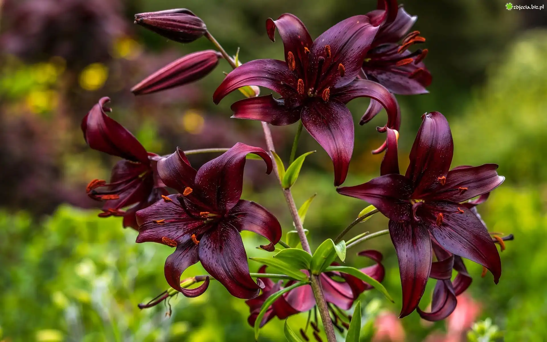 Lilia tygrysia, Bordowe, Kwiaty