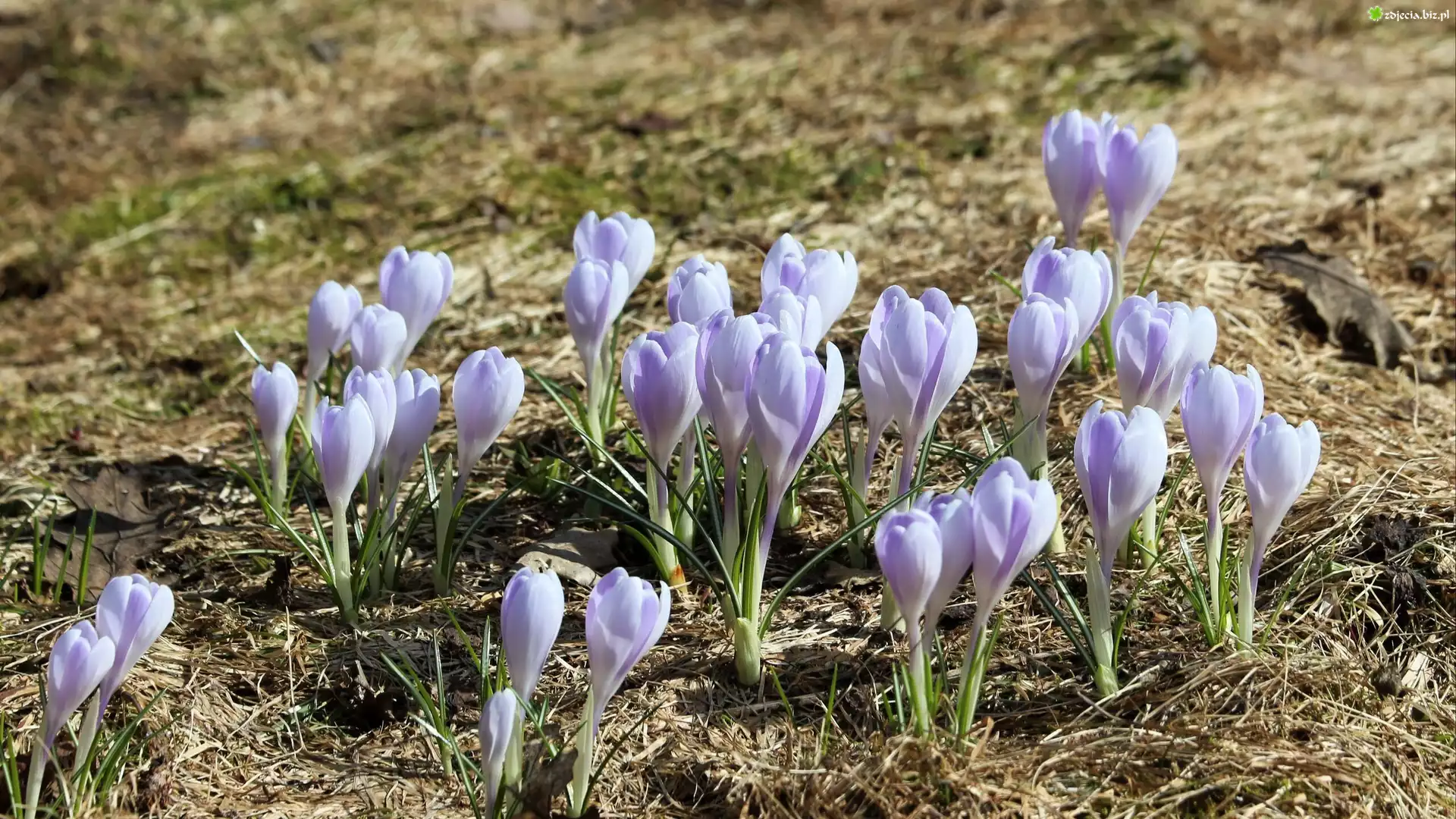 Krokusy, Kwiaty, Pąki, Liliowe
