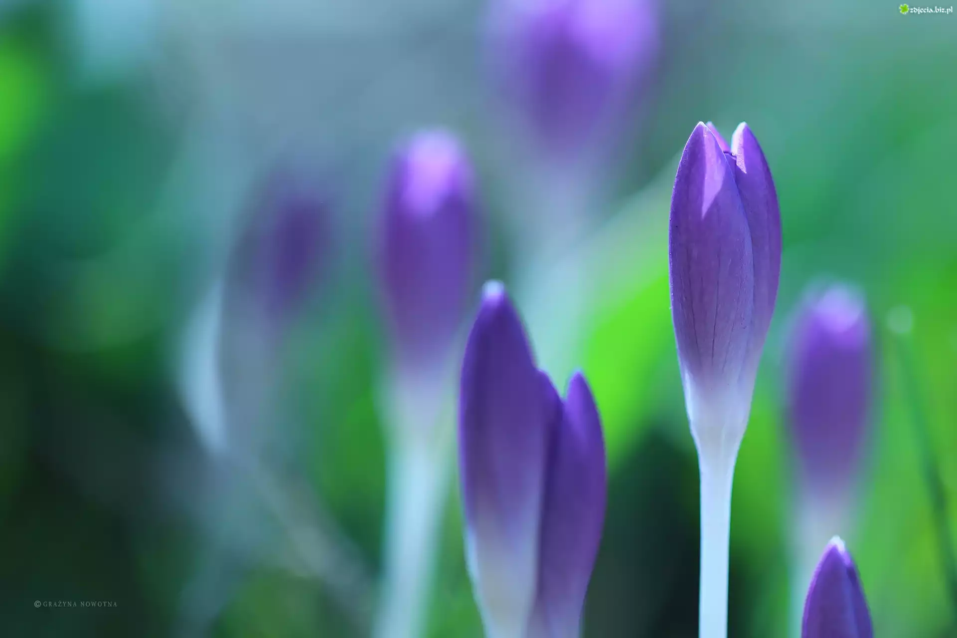 Liliowe, Krokusy, Kwiaty, PÄ…ki