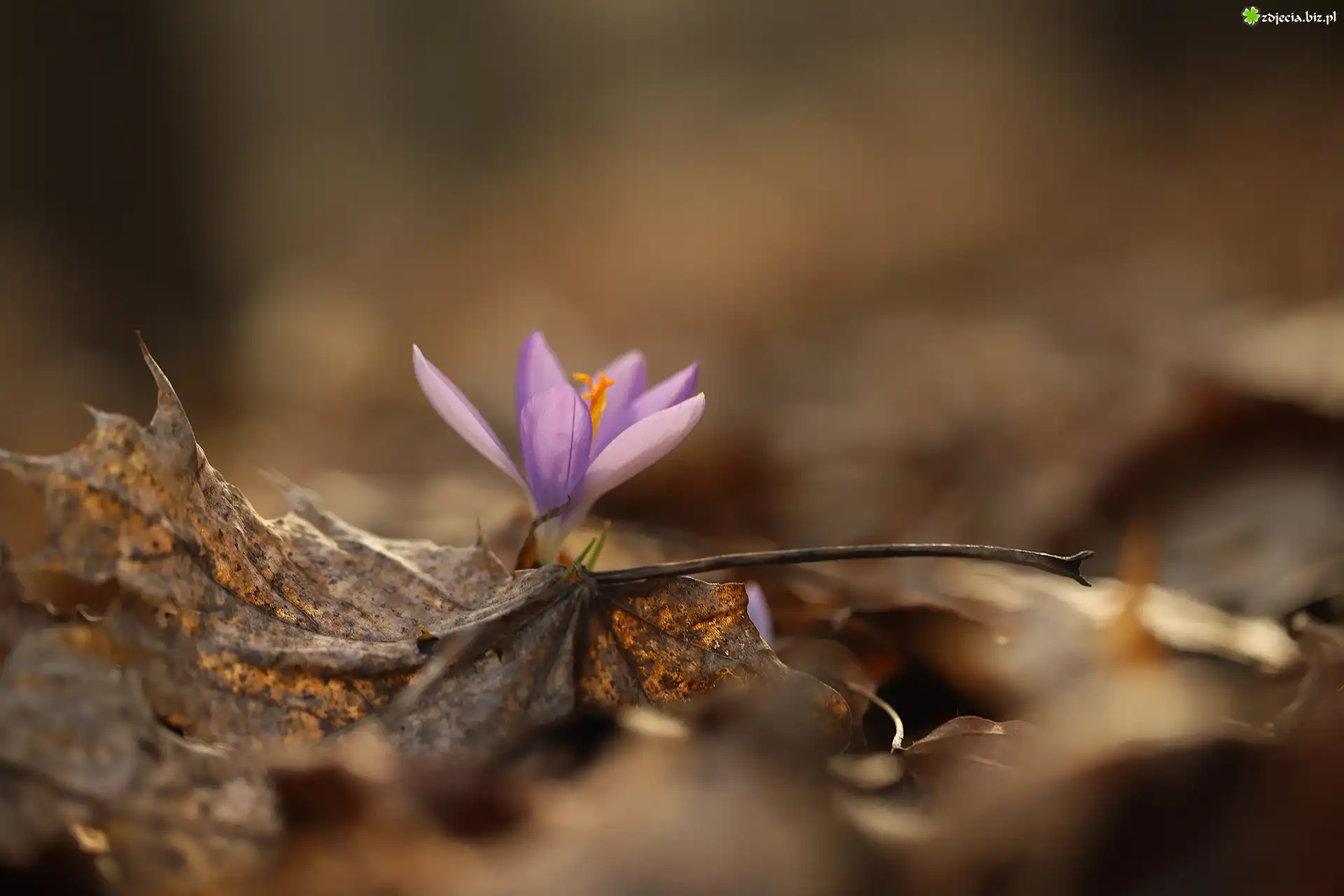 Liliowy, Krokus, Suche, Liście