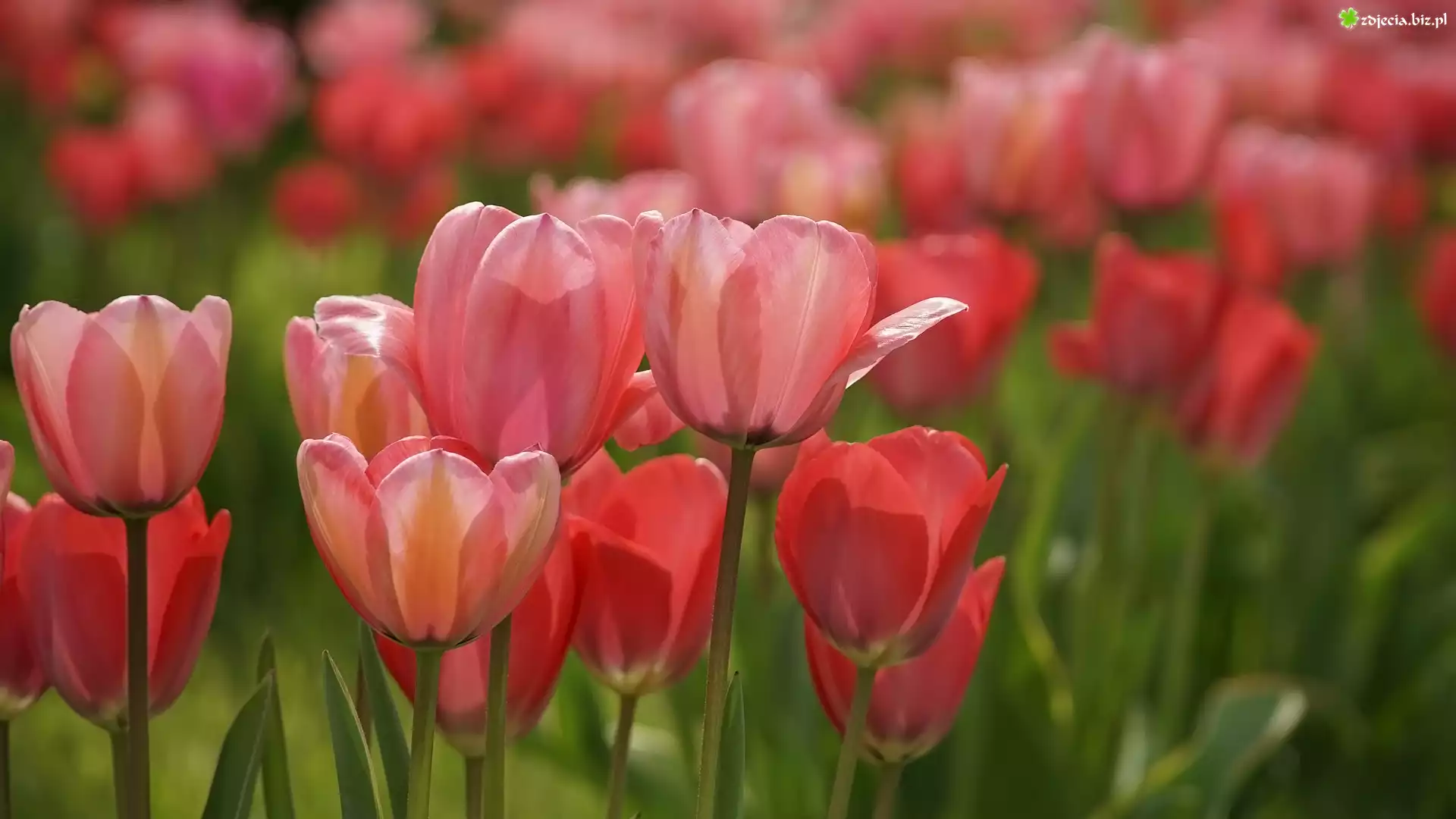 Kwiaty, Tulipany, Rozmycie, Liście
