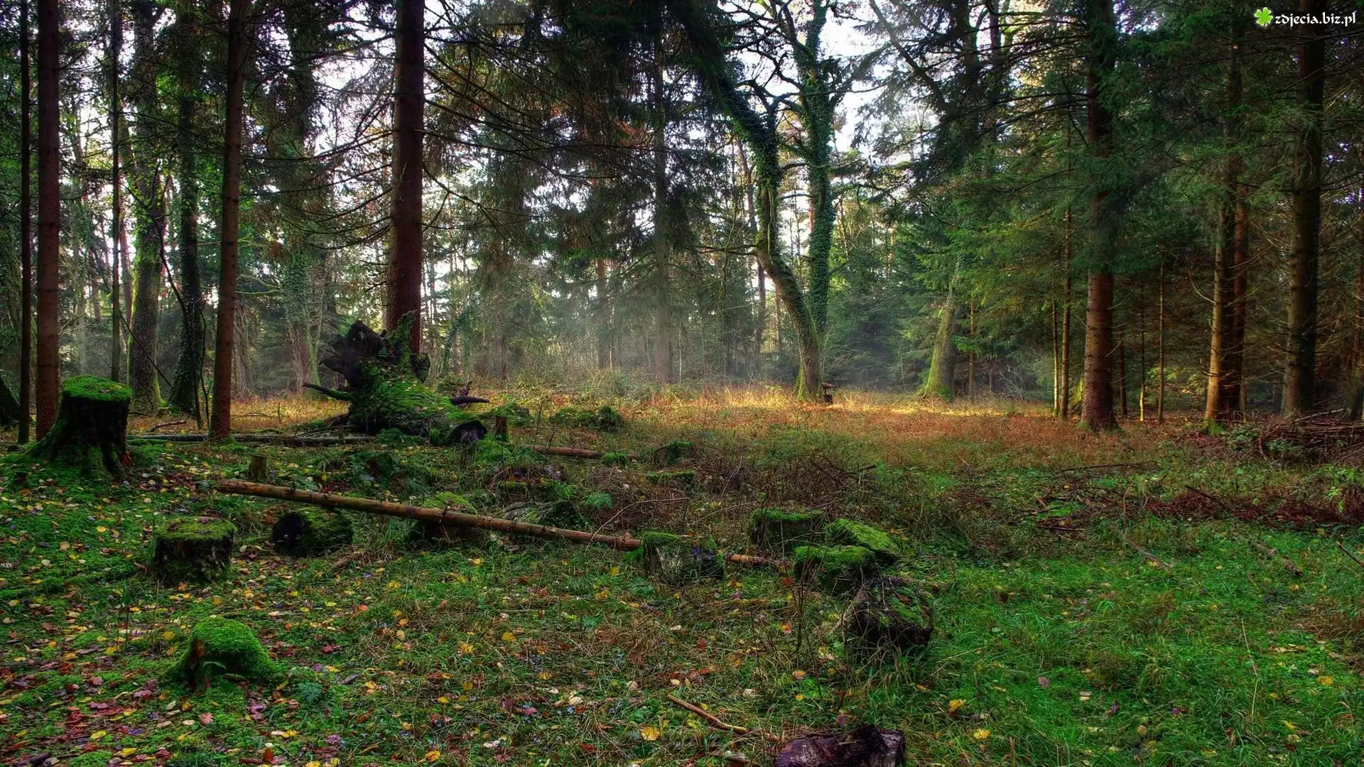 Las, Liście, Mchy