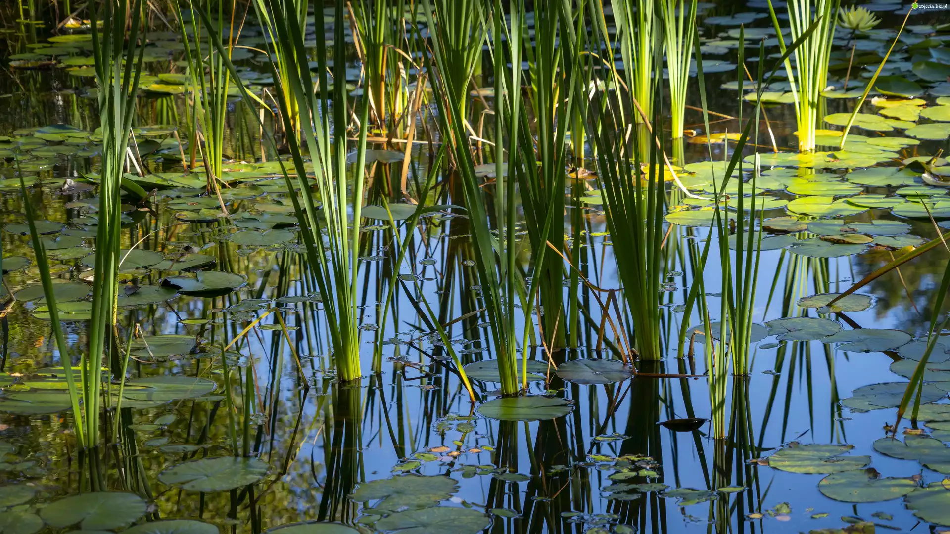 Trawa, Liście, Odbicie, Staw, Bagno
