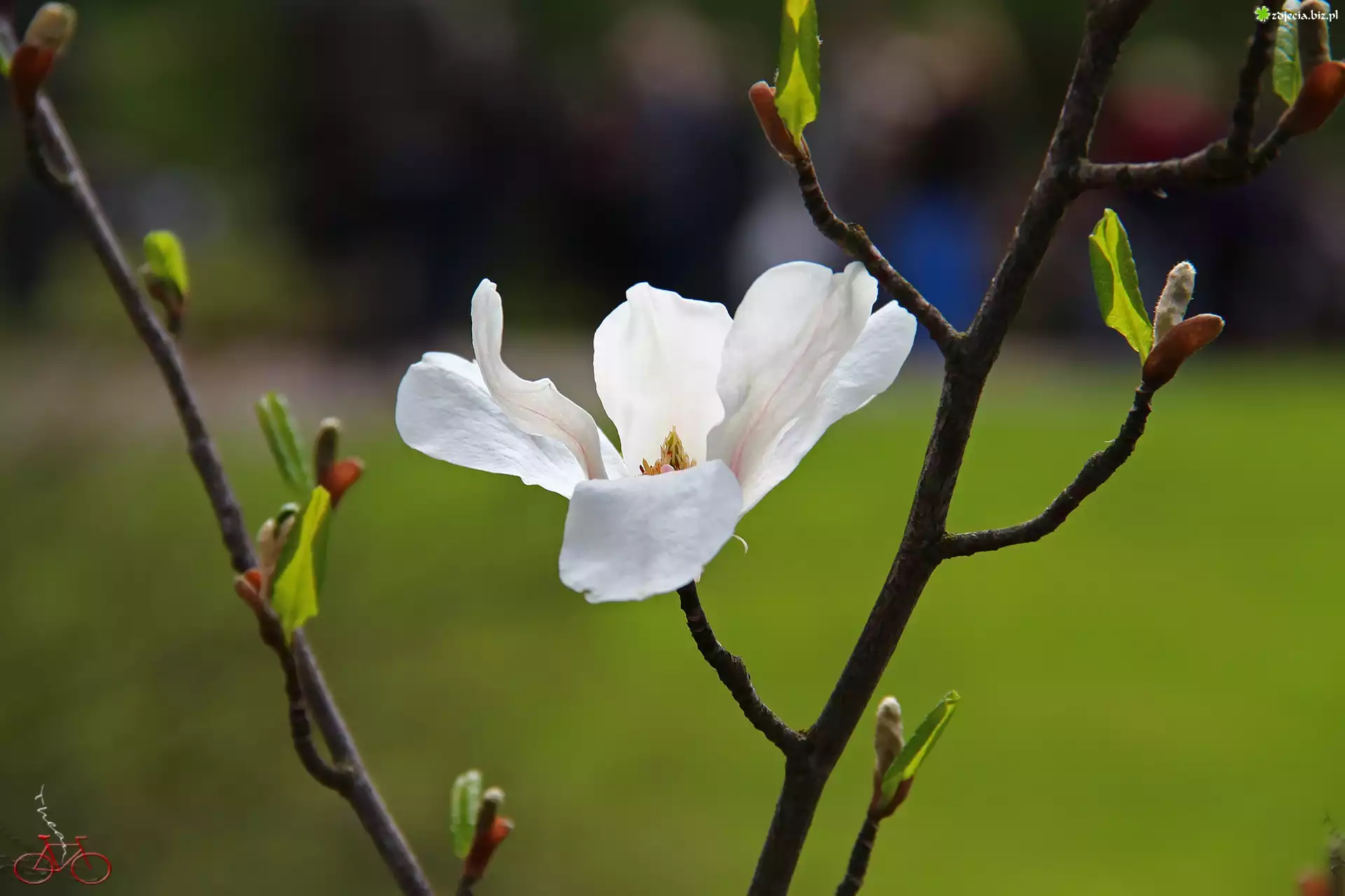 Magnolia Japońska, Biały, Kwiat