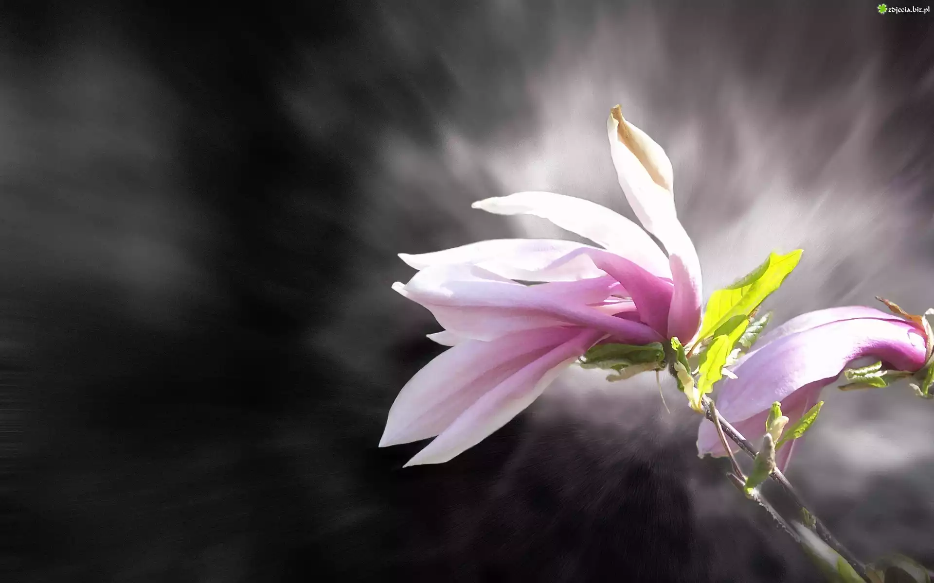 Magnolia