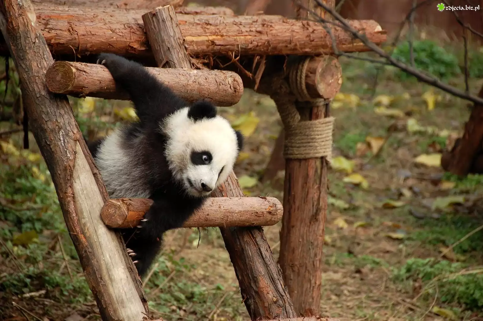 Mała, Panda, Plac, Zabaw