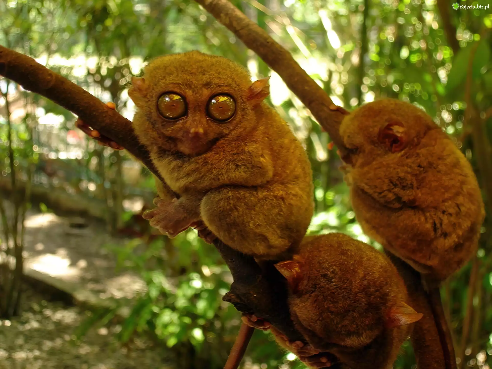 Małe, Małpki, Bohol Tarsier