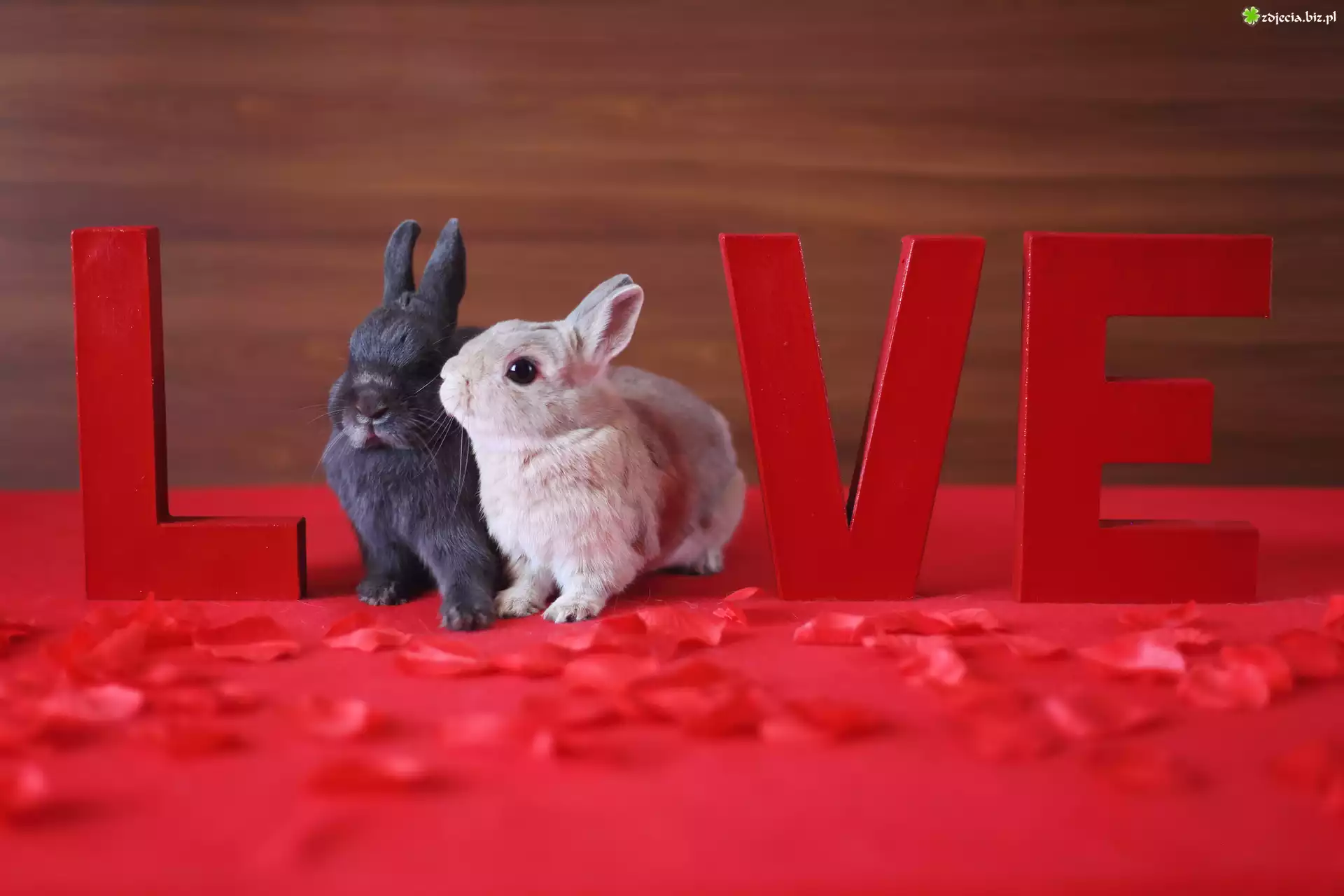 Małe, Króliczki, Napis, Love