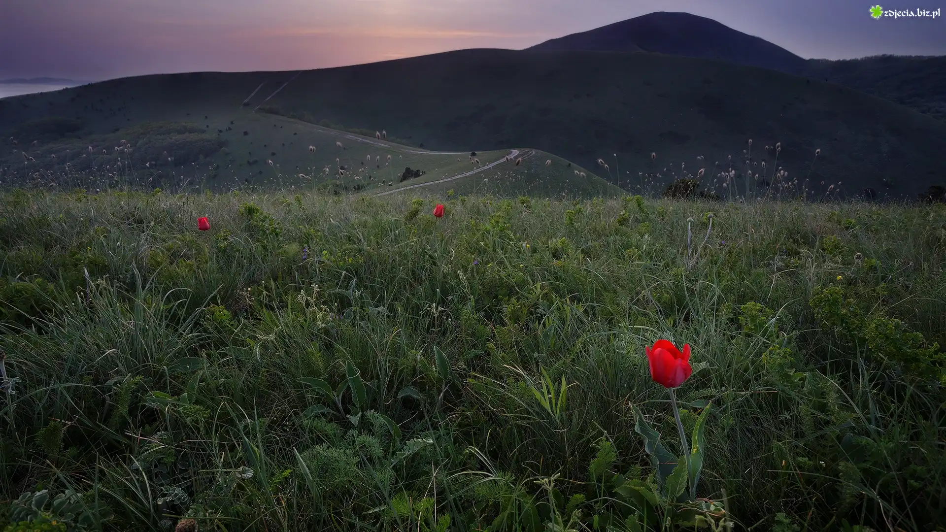 Góry Markotchskie, Wzgórza, Łąka, Tulipany, Kraj Krasnodarski, Rosja