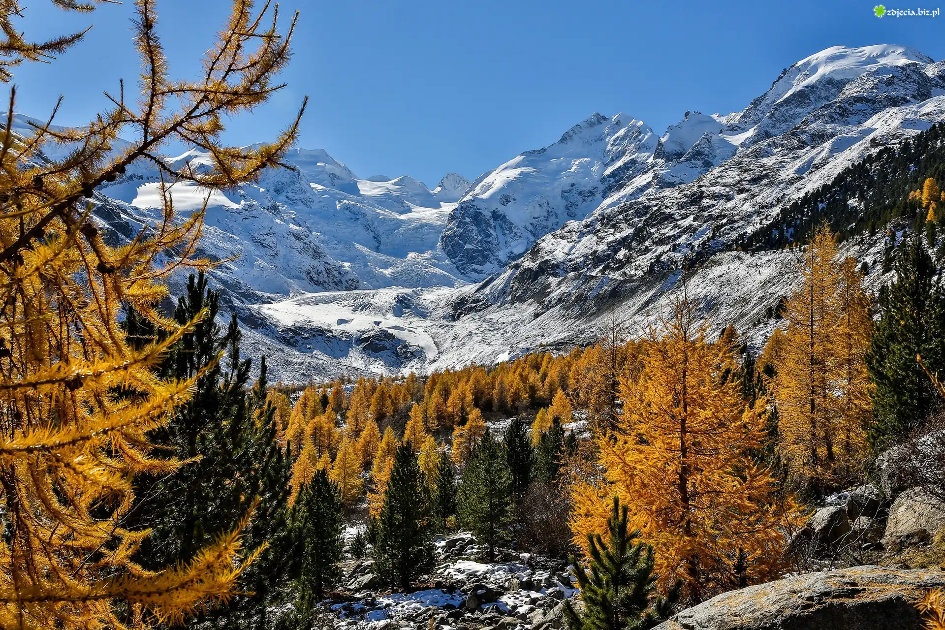 Szwajcaria, Kanton Gryzonia, Lodowiec Morteratschgletscher, Masyw Bernina, Góry Alpy Retyckie, Drzewa, Śnieg