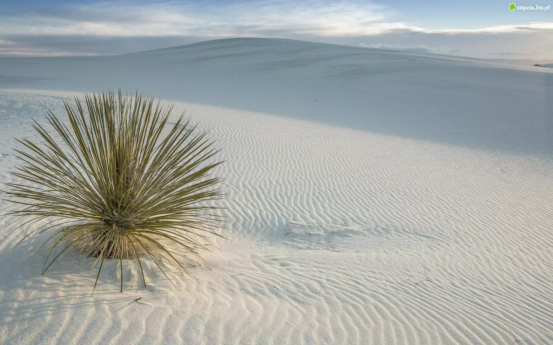 Stany Zjednoczone, Stan Nowy Meksyk, Park Narodowy White Sands, Pustynia, Białe, Piaski, Wydmy, Roślina