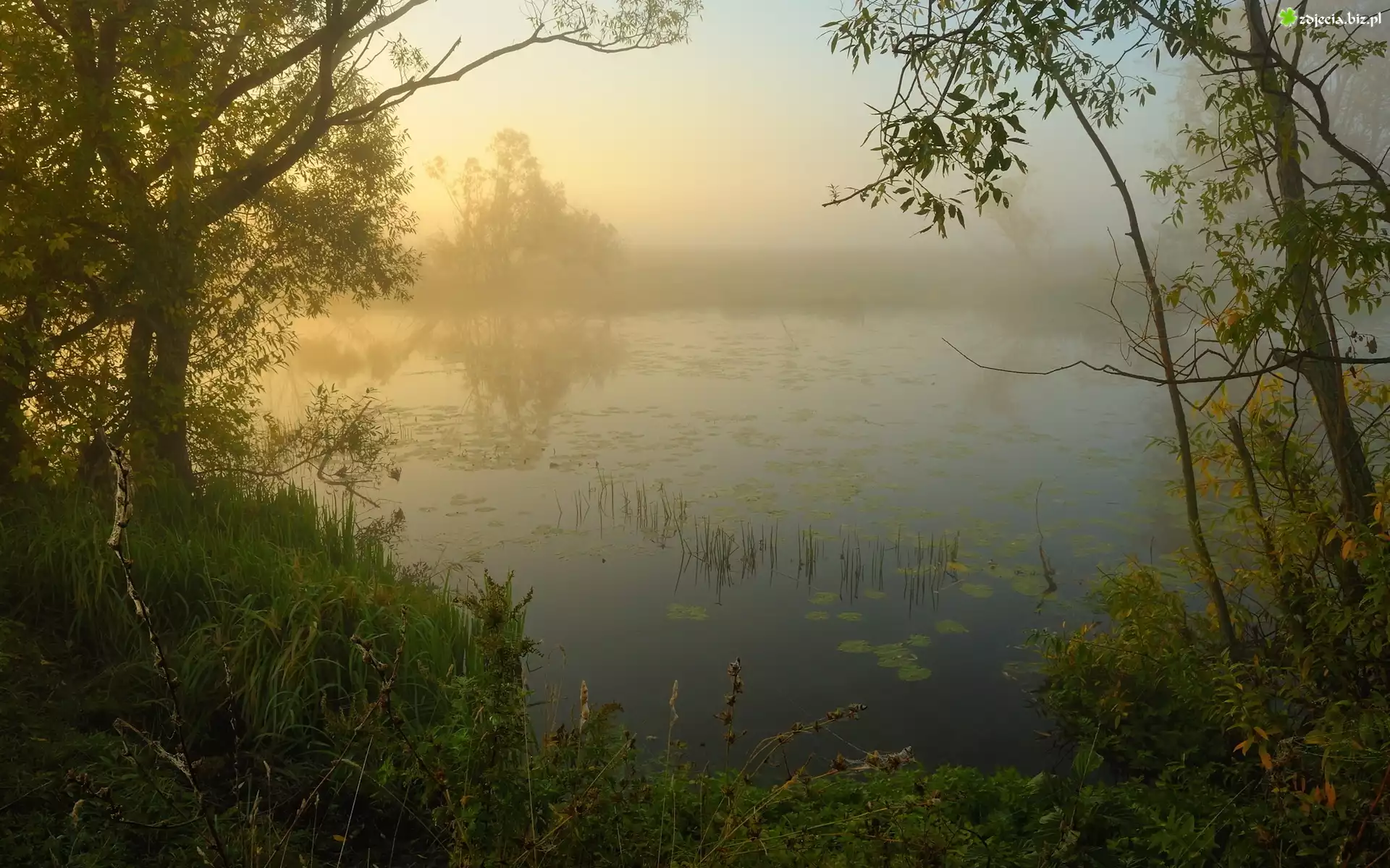 Jezioro, Mgła, Drzewa