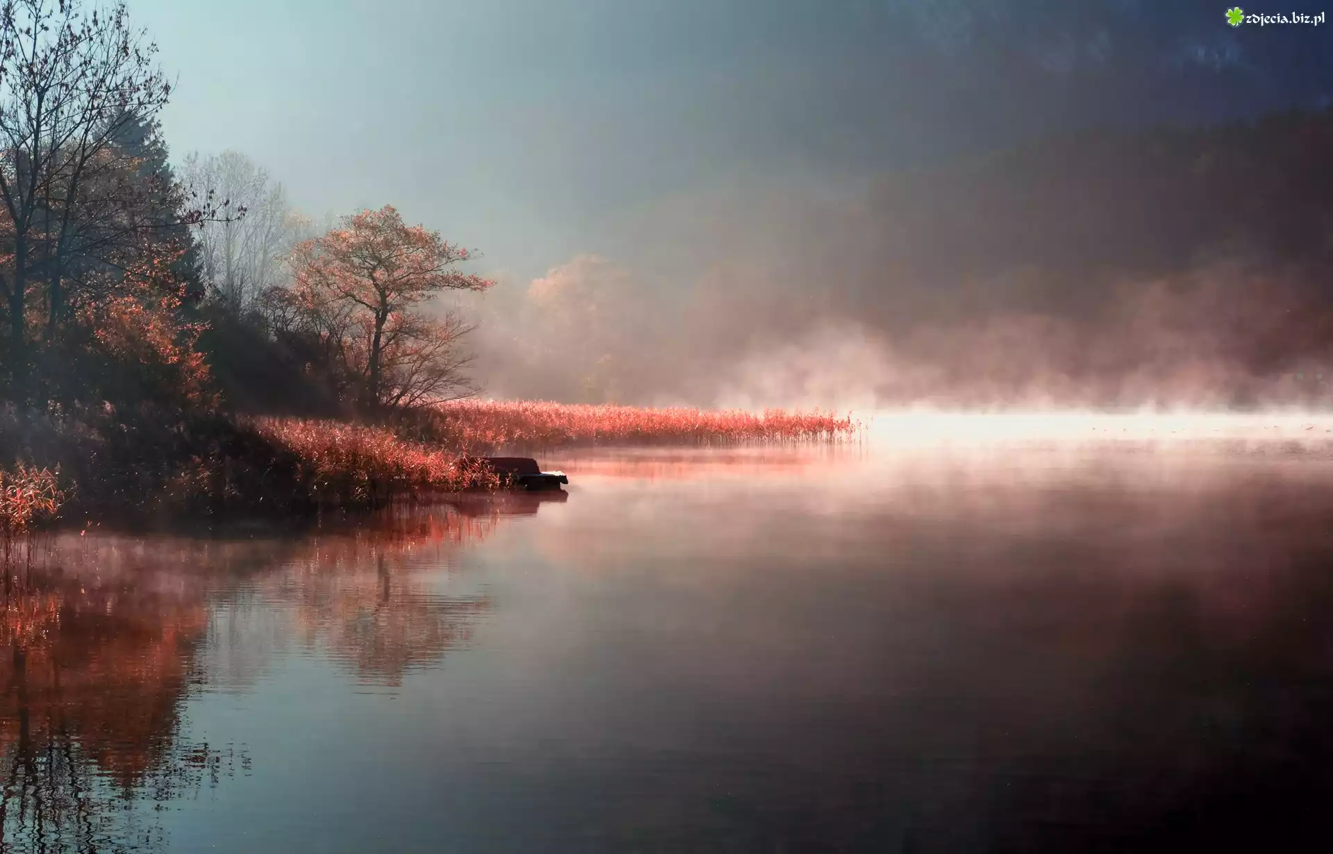 Jezioro, Mgła, Drzewa