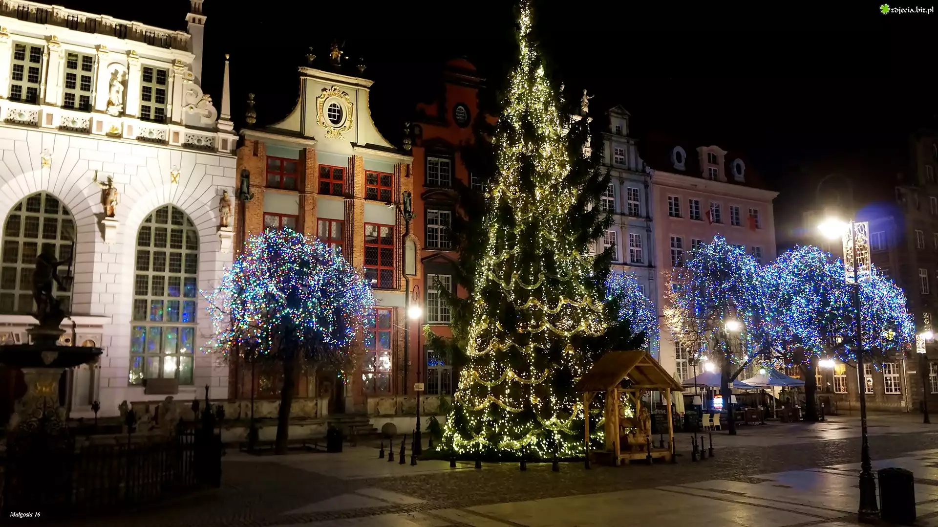 Polska, Gdańsk, Noc, Choinka, Świąteczne, Drzewa