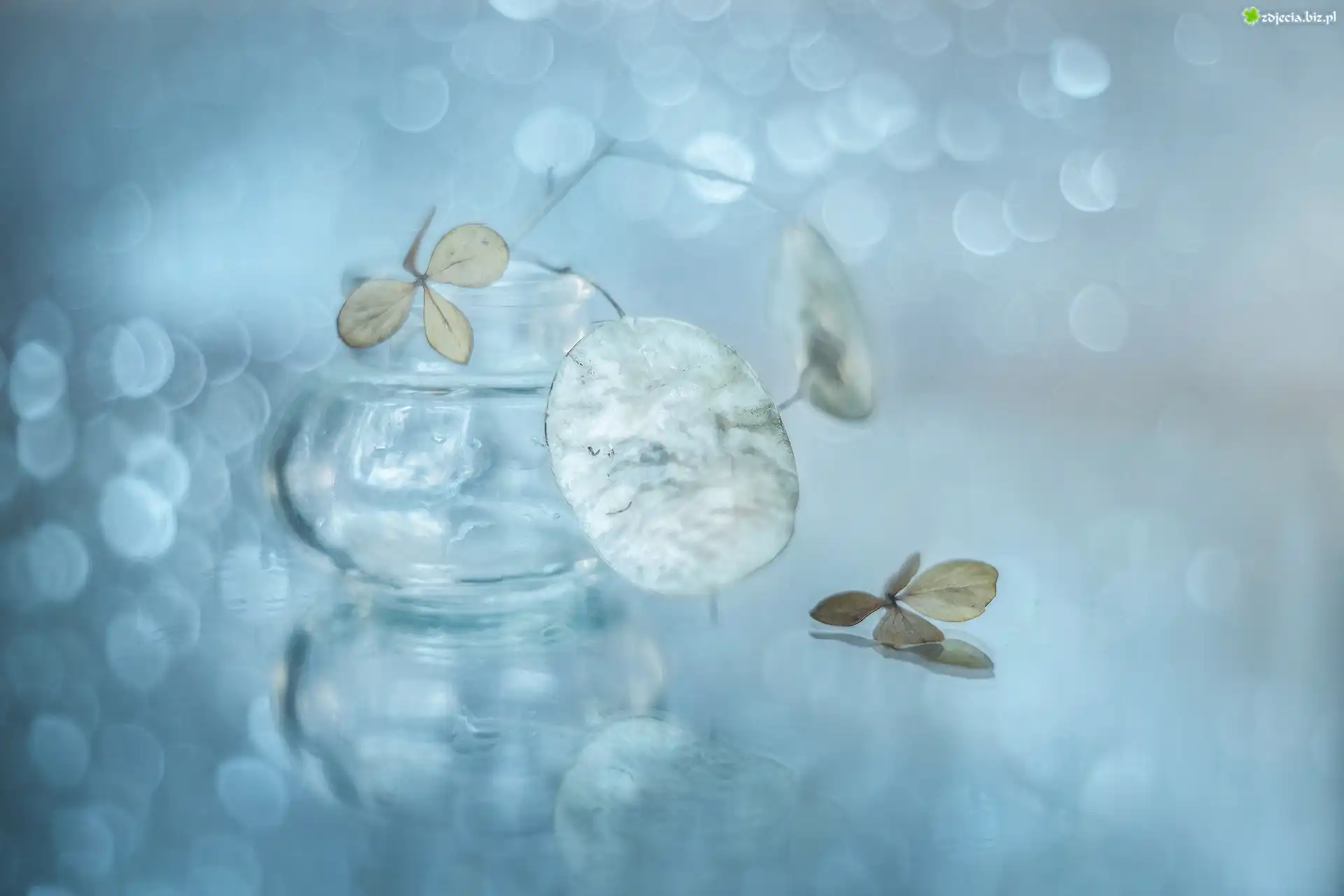MiesiÄ…cznica, Hortensja, Suszki, Bokeh