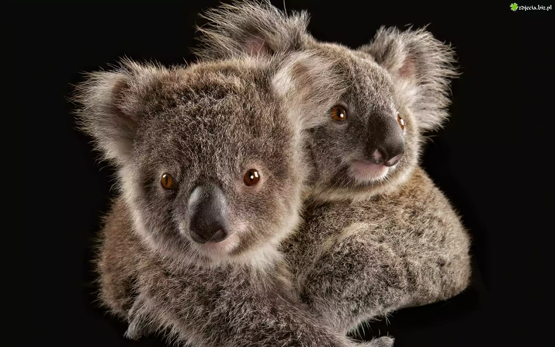 Dwa, Misie, Koala