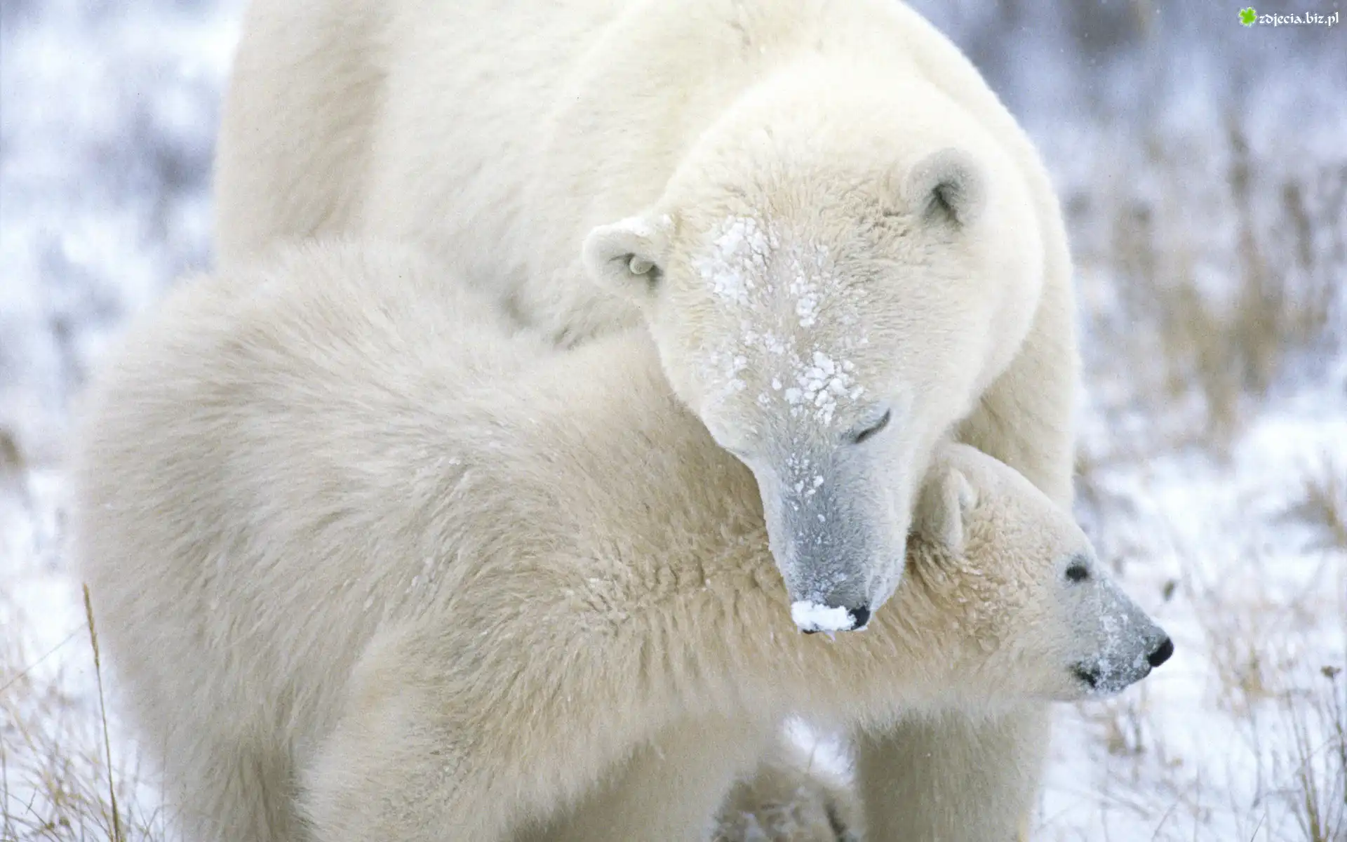 Dwa, Misie, Polarne