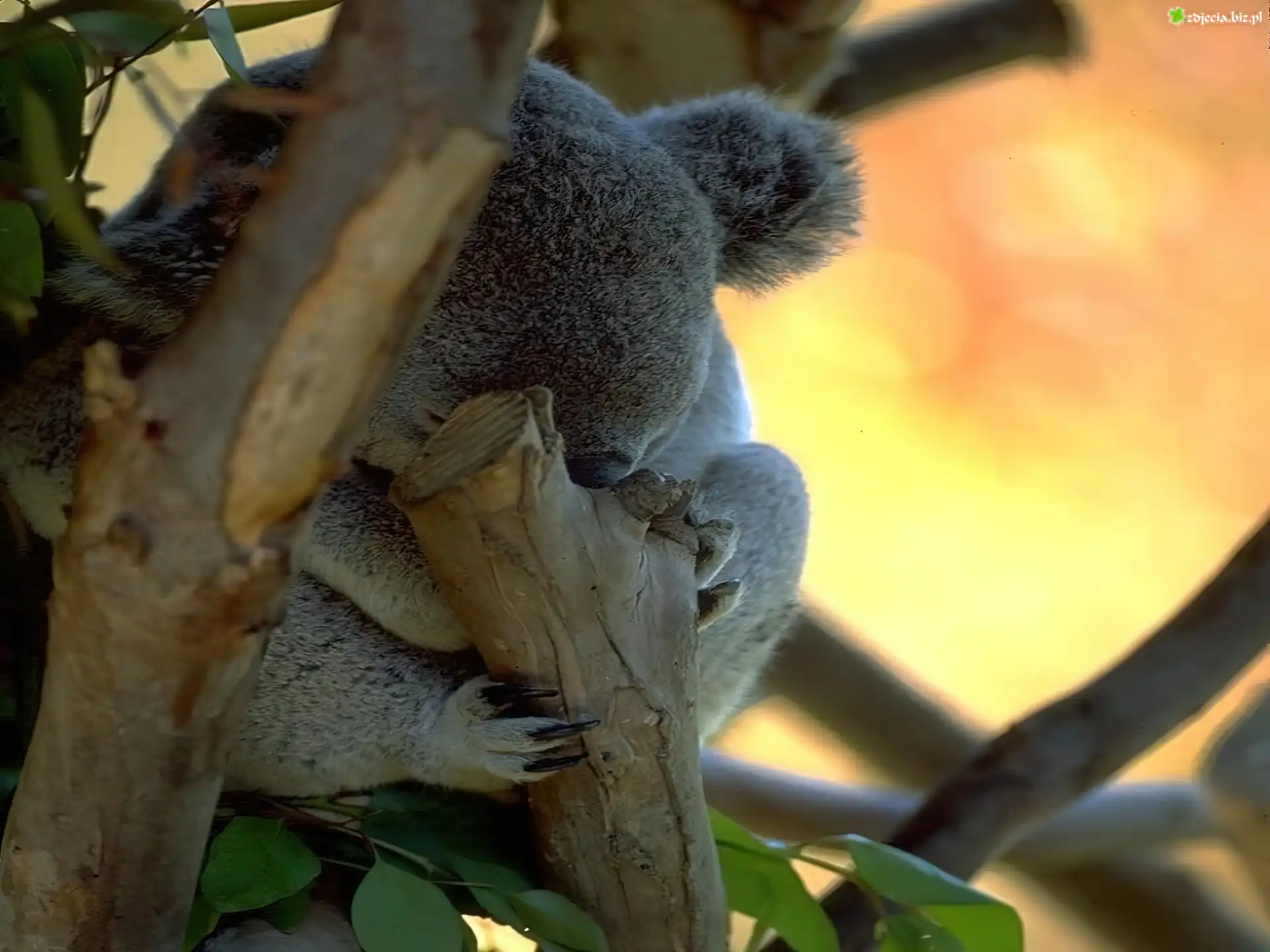 Miś koala