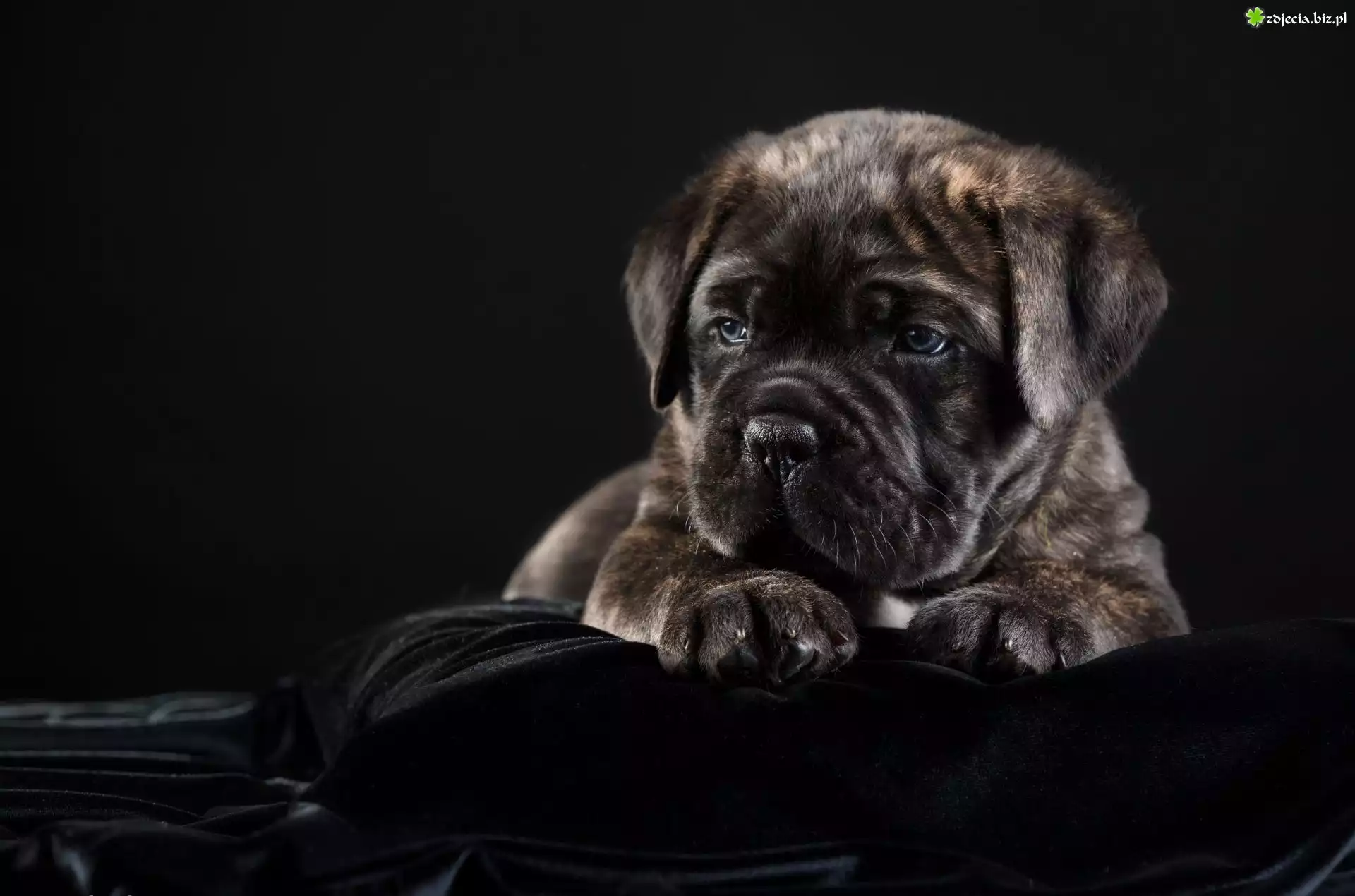 Młody, Szczeniak, Cane corso