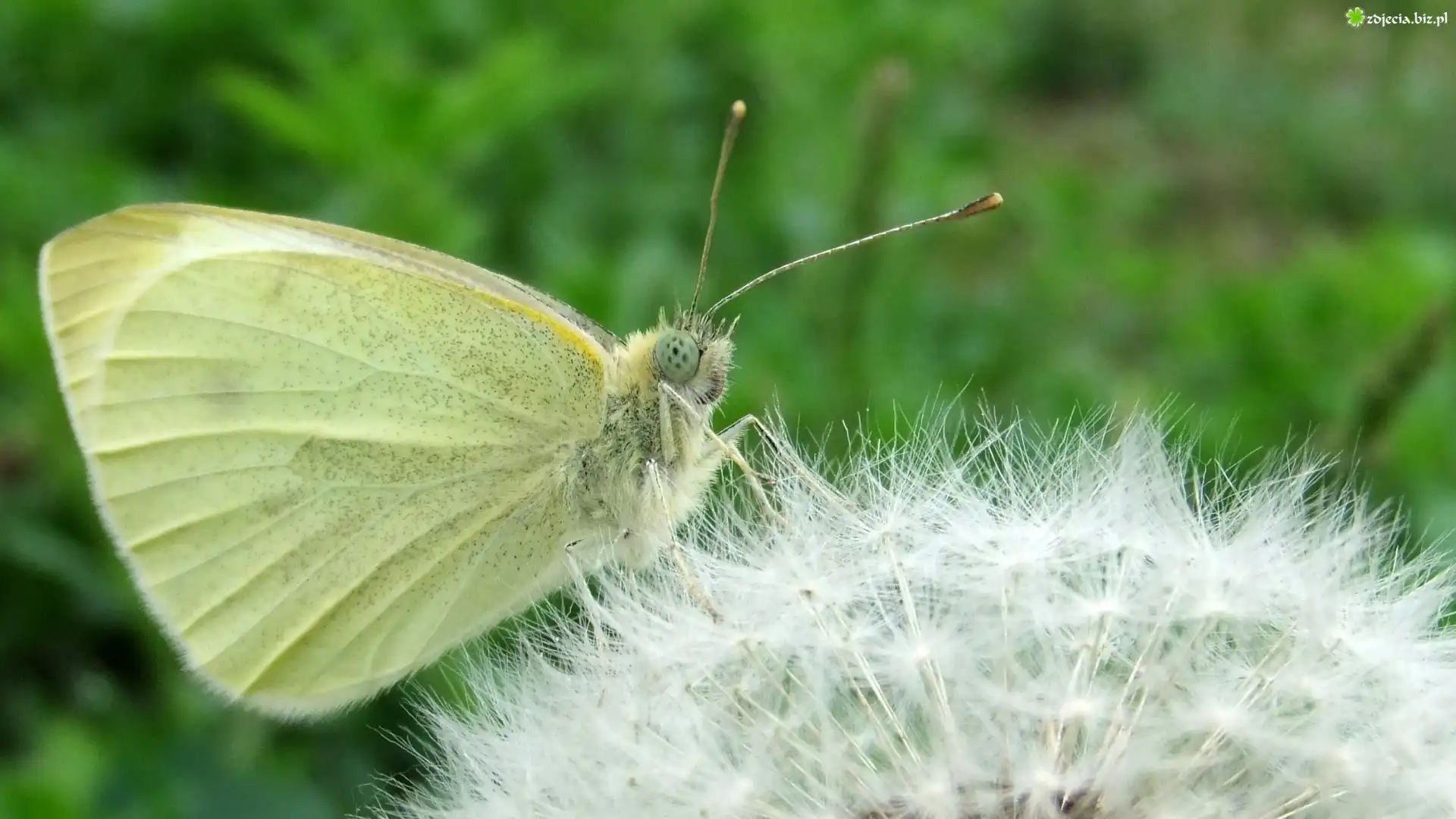 Motyl, Mniszek, Mlecz