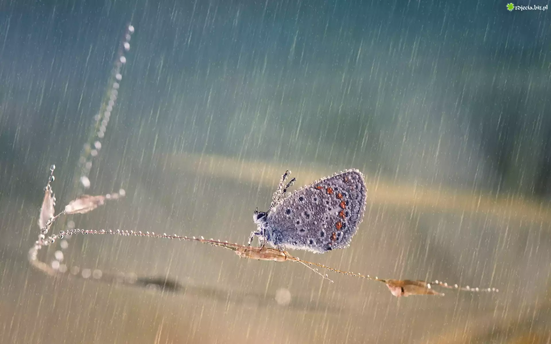 Modraszek, Motyl, Deszcz, Trawa, Źdźbło
