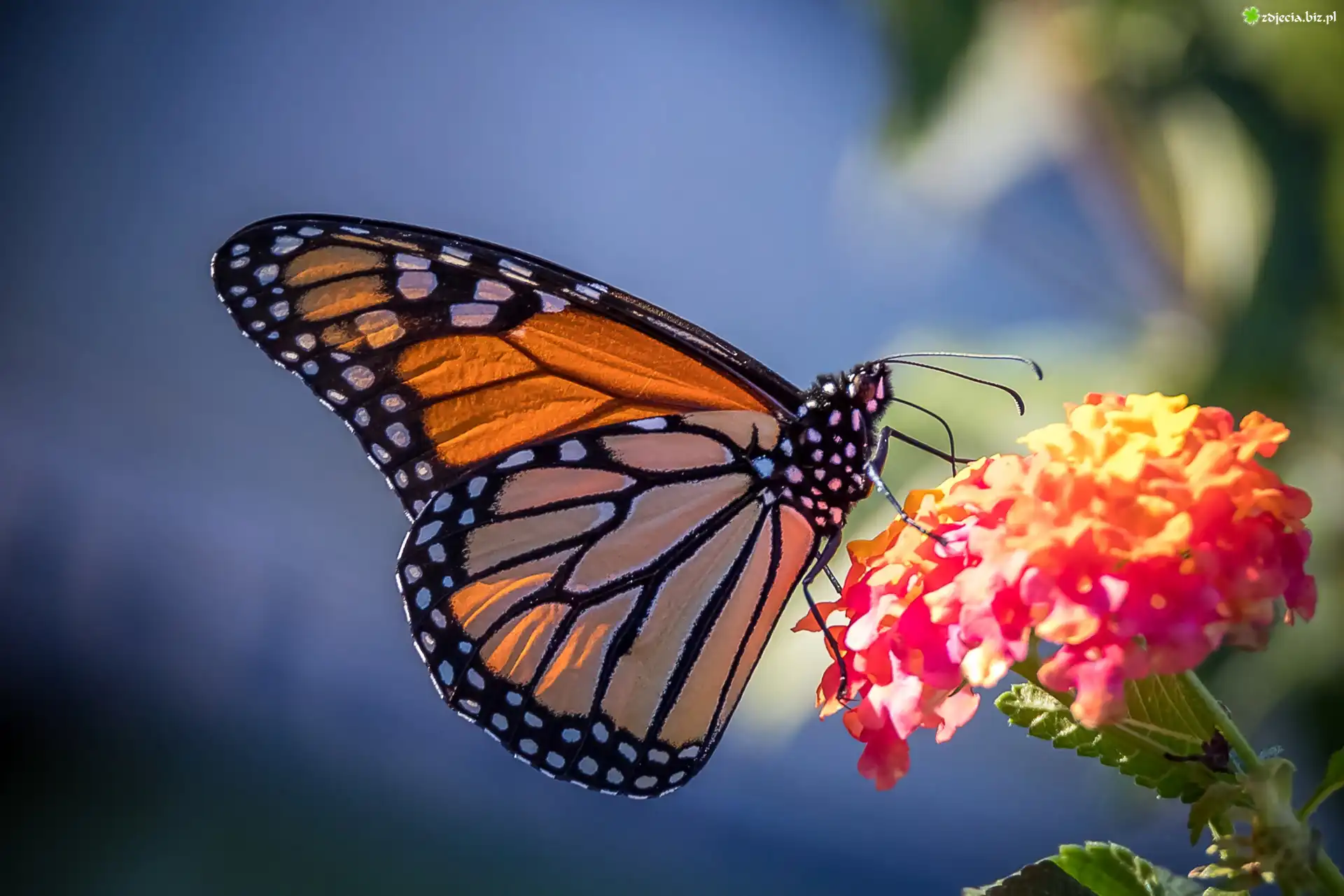 Motyl monarcha, Kwiat